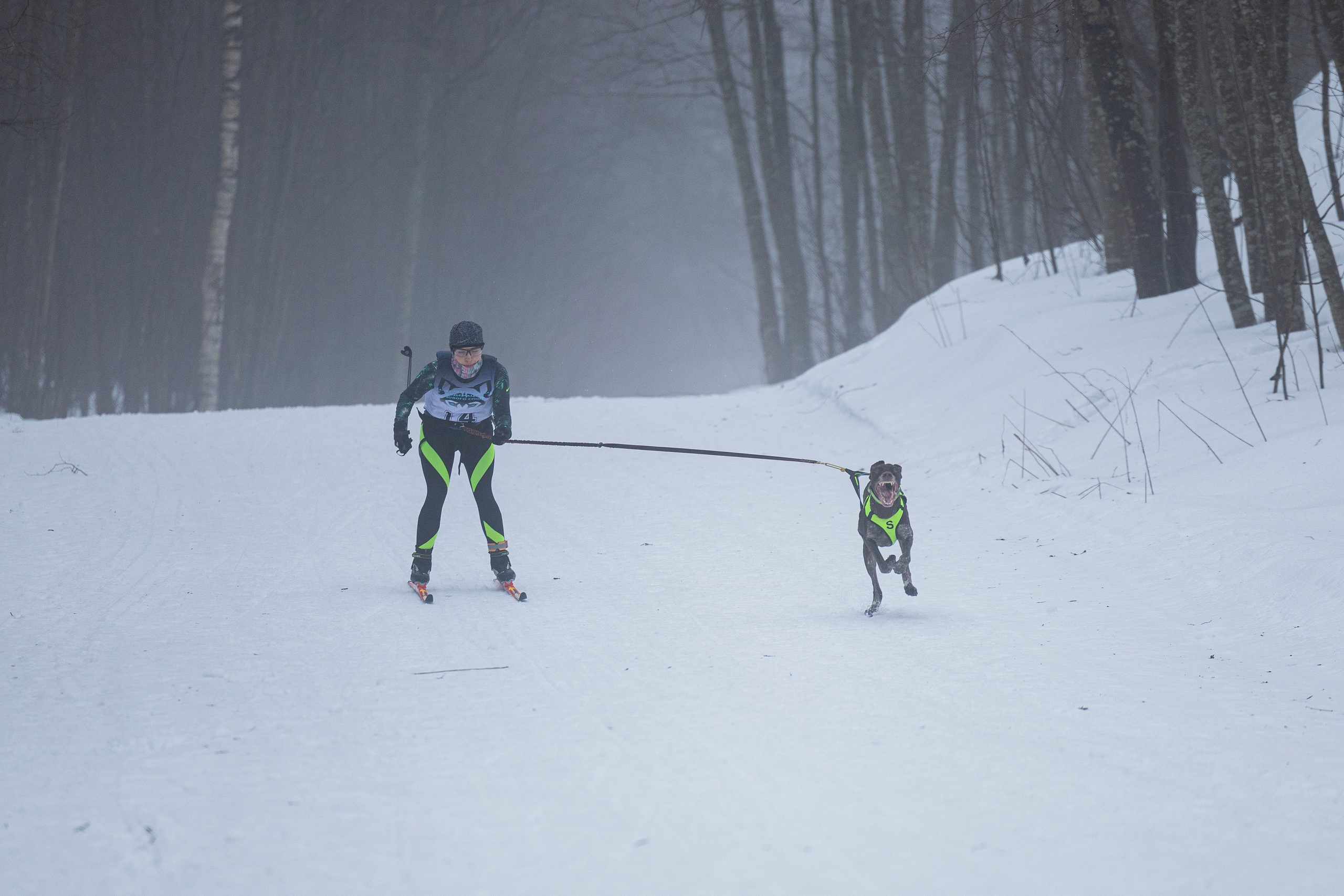 Зимний Чемпионат Санкт-Петербурга по ездовому спорту. Фотограф-анималист Анна Маринич