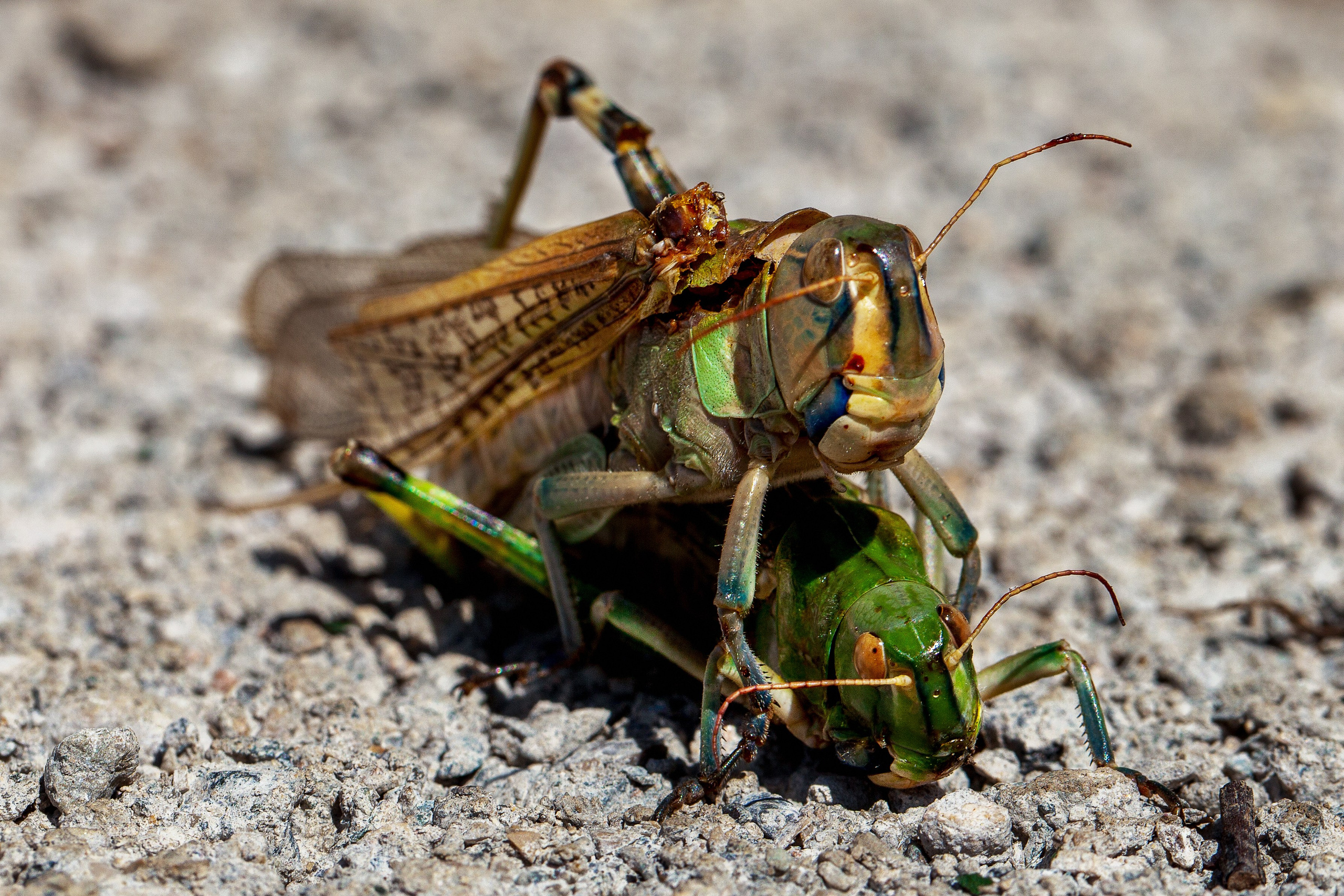 Фотограф макросъёмки вМинеральных Водах. Медиапродюсер, фотограф в Минеральных Водах —Виктор Холодов