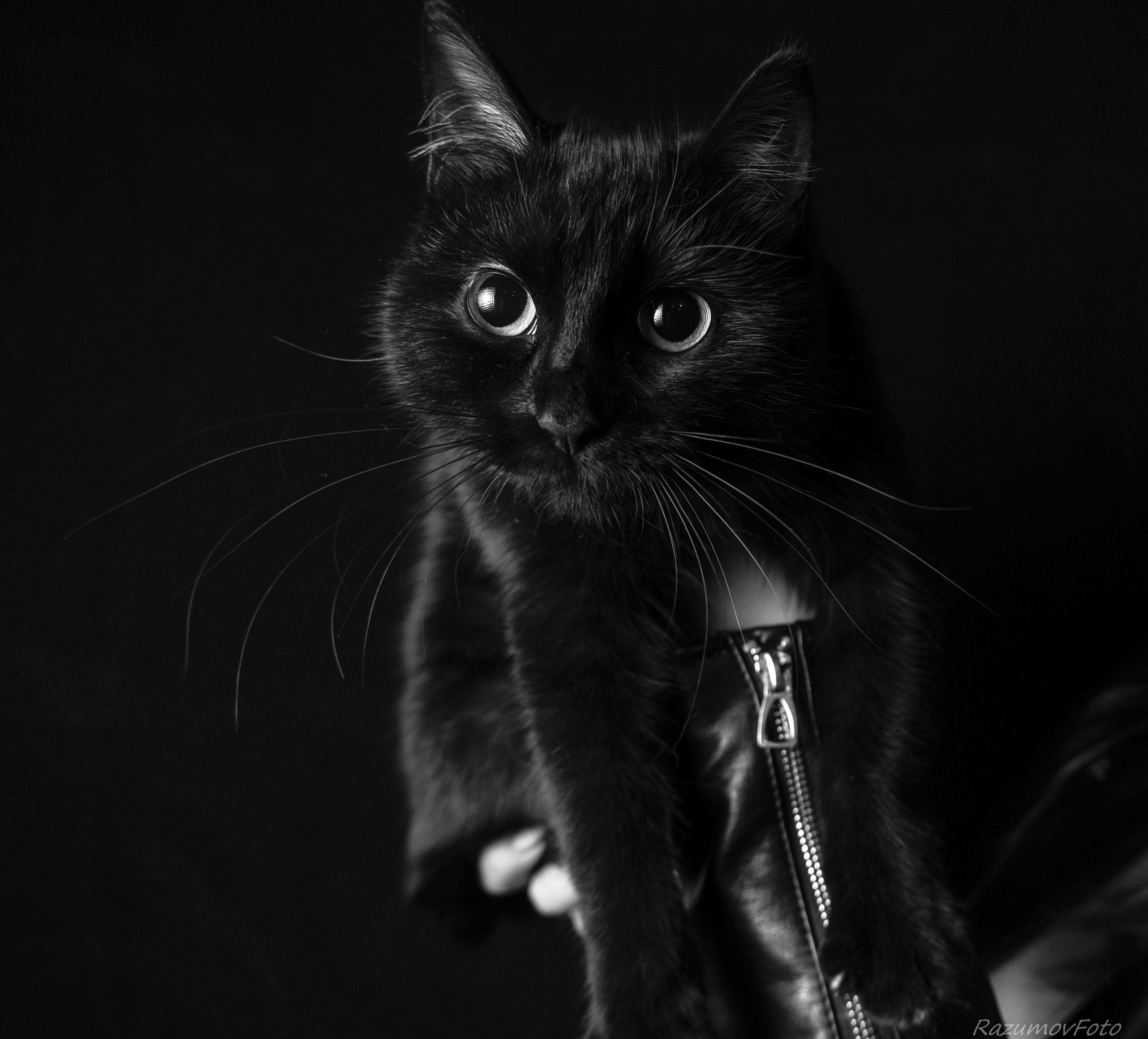 Белое и черное. Фото-видео студия Владимира Разумова RazumovFilms