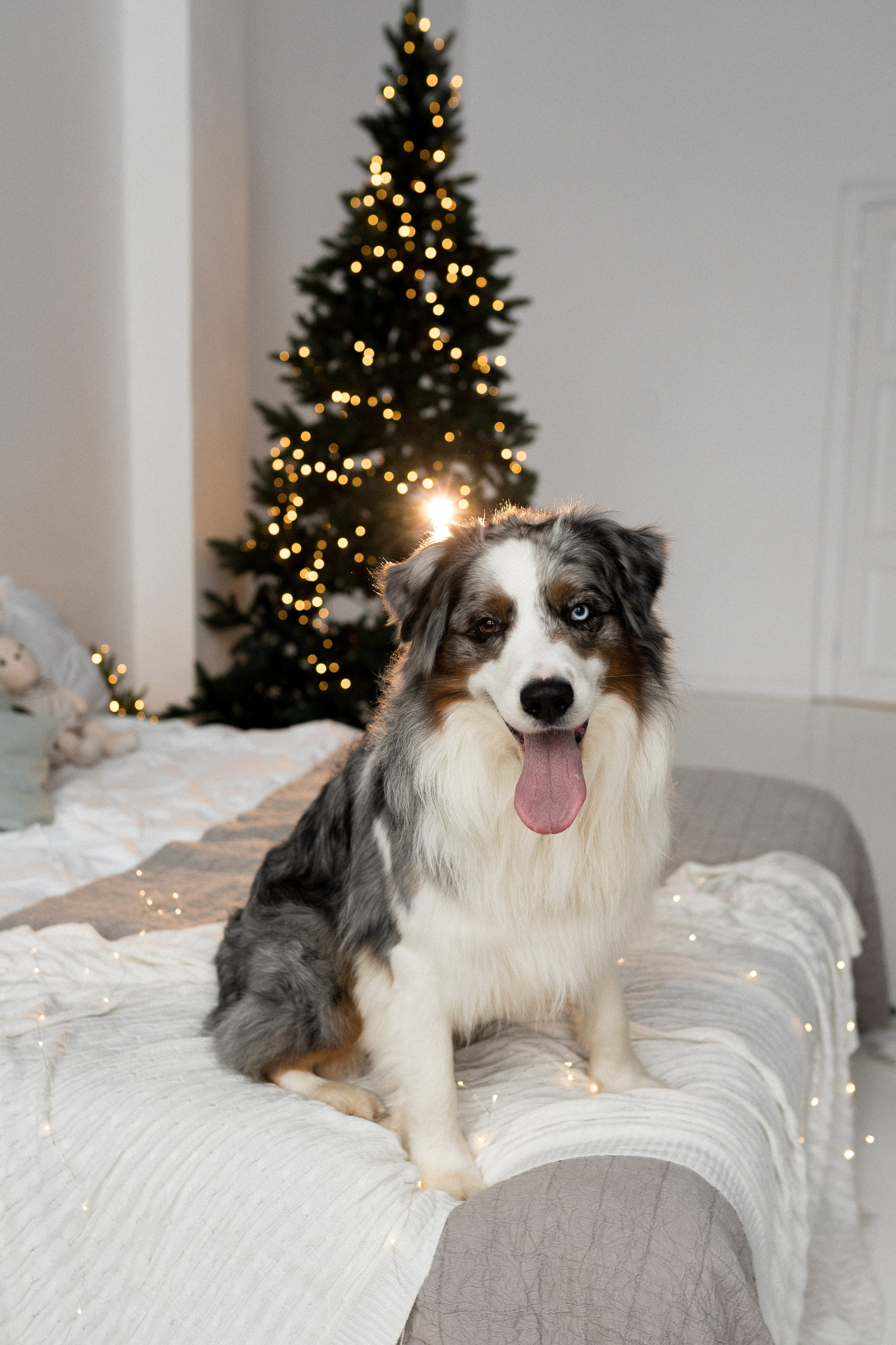 Новогоднее студия. Свадебный фотограф в Москве Анна Полушина