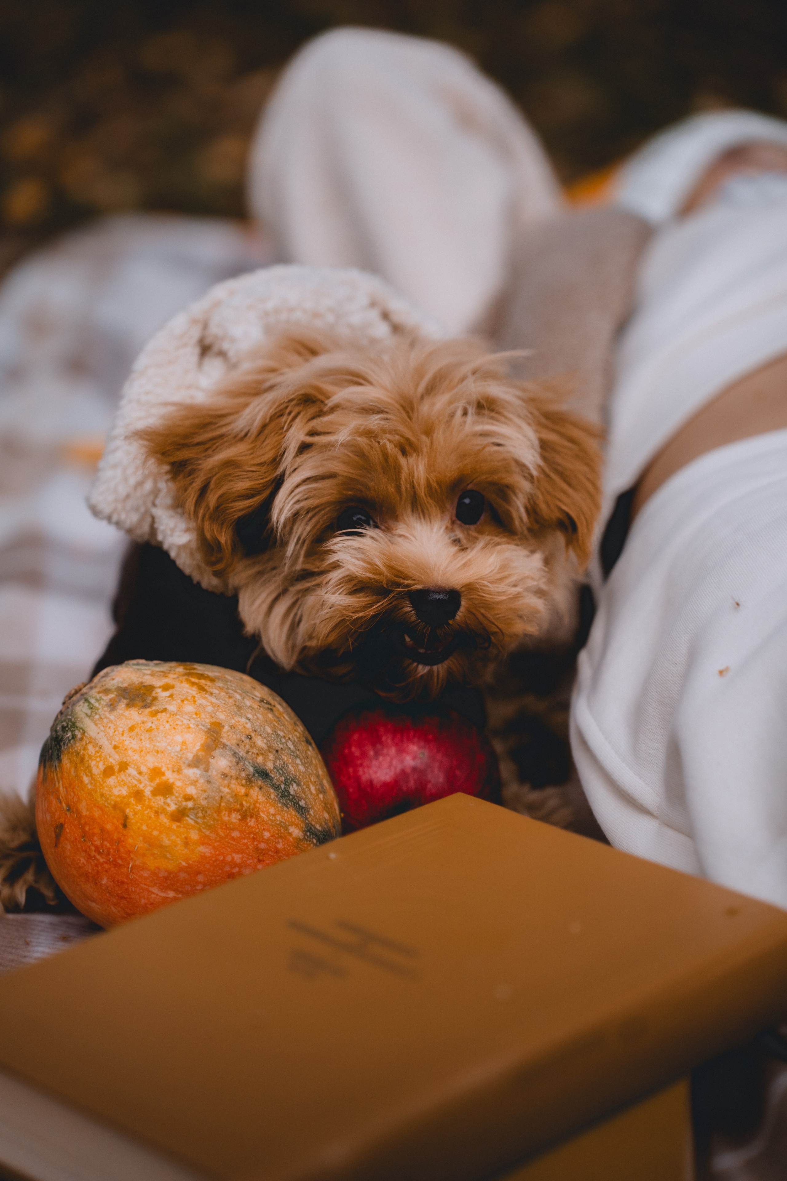 Анастасия, Владимир, София, Александрия. Свадебный и семейный фотограф Мария Ланге