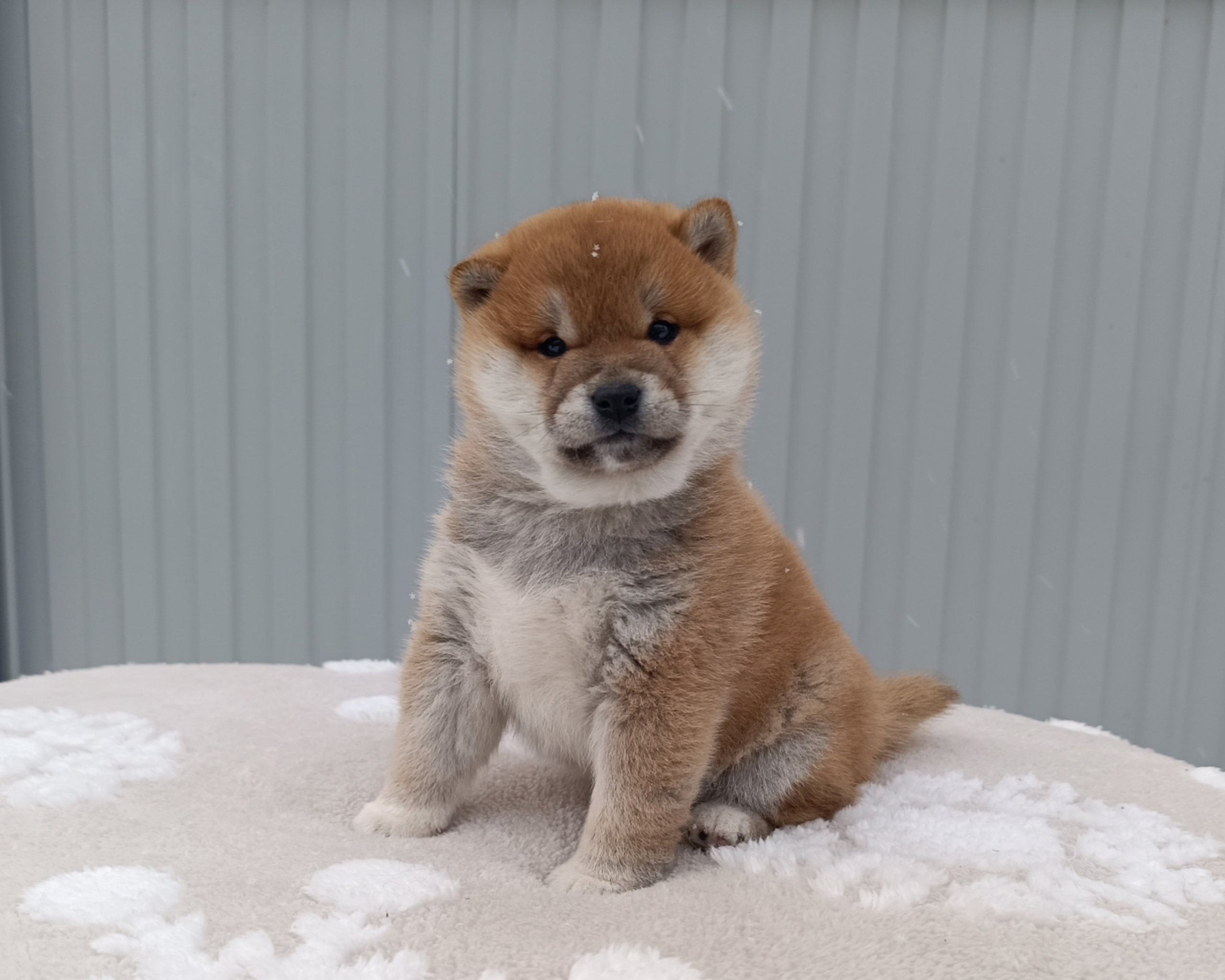 сиба питомник Рубилайт щенки на продажу rubylight  сиба щенки купить СПб Санкт-Петербург 