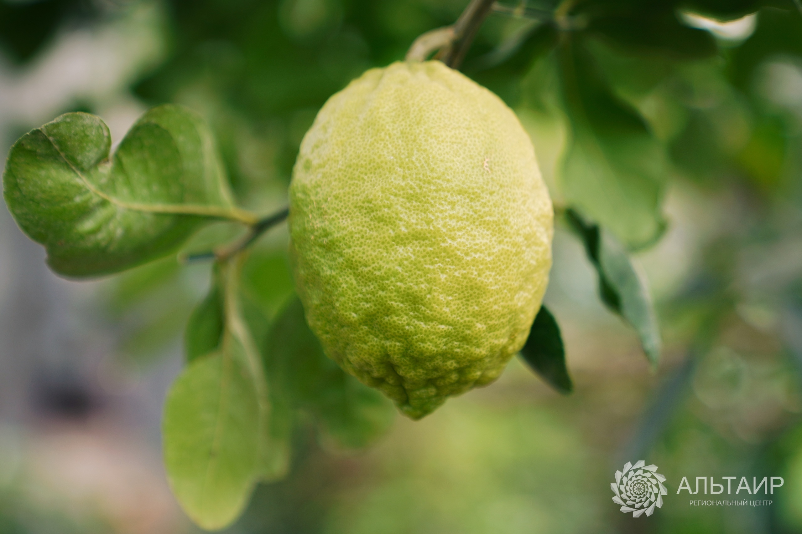 21.02 | Экскурсия в Ботанический сад («Ландшафтный дизайн»). Репортажный фотограф Света Асадчая