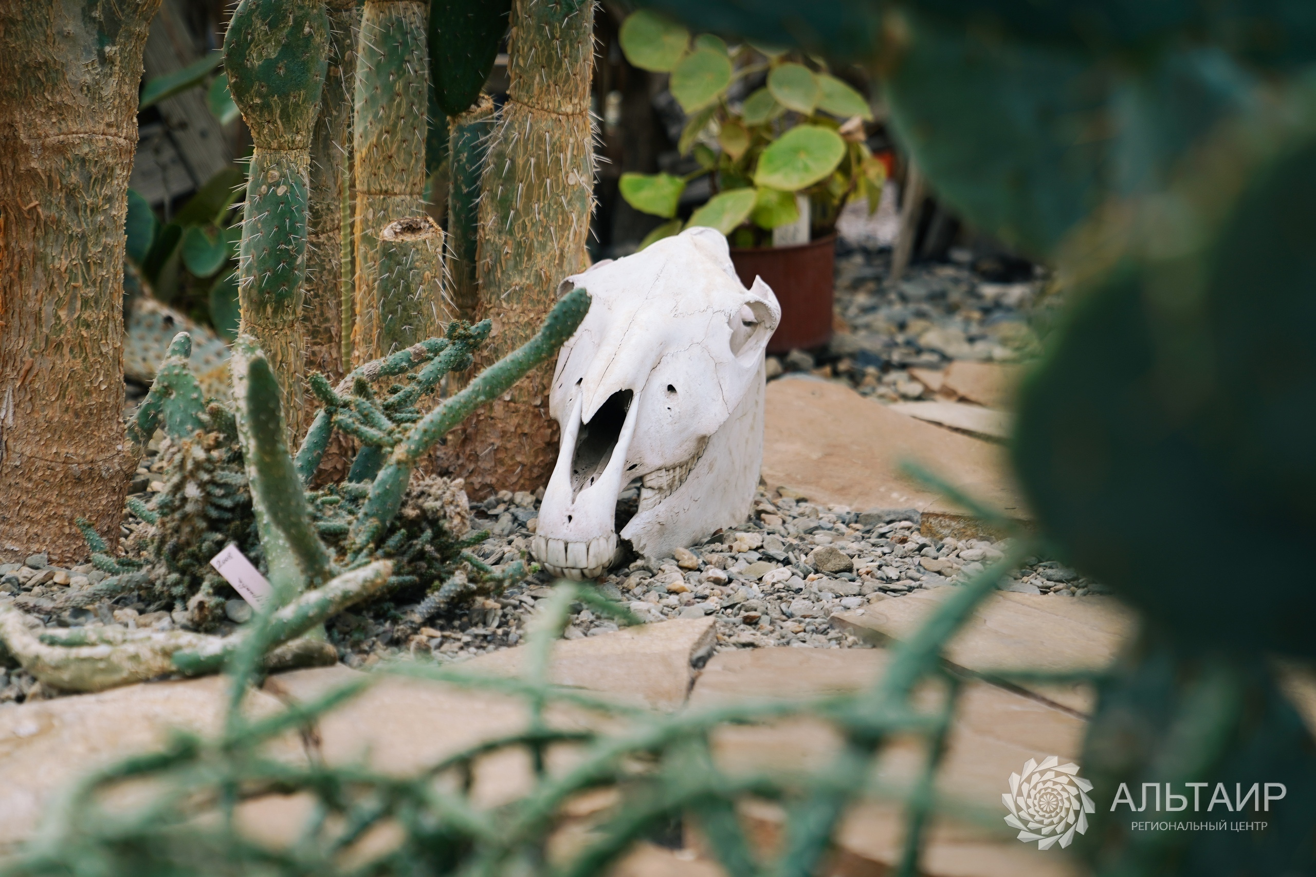 21.02 | Экскурсия в Ботанический сад («Ландшафтный дизайн»). Репортажный фотограф Света Асадчая