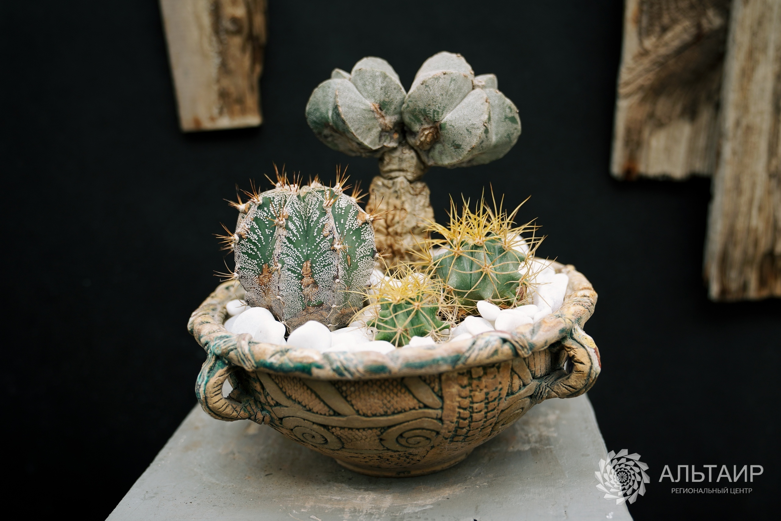 21.02 | Экскурсия в Ботанический сад («Ландшафтный дизайн»). Репортажный фотограф Света Асадчая