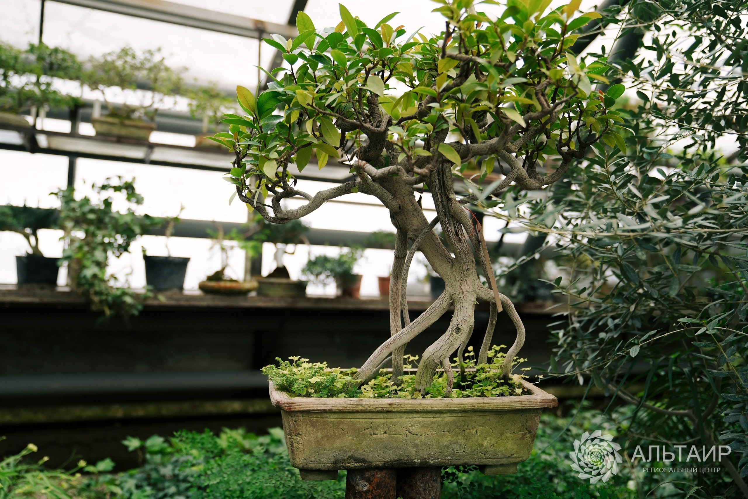 21.02 | Экскурсия в Ботанический сад («Ландшафтный дизайн»). Репортажный фотограф Света Асадчая