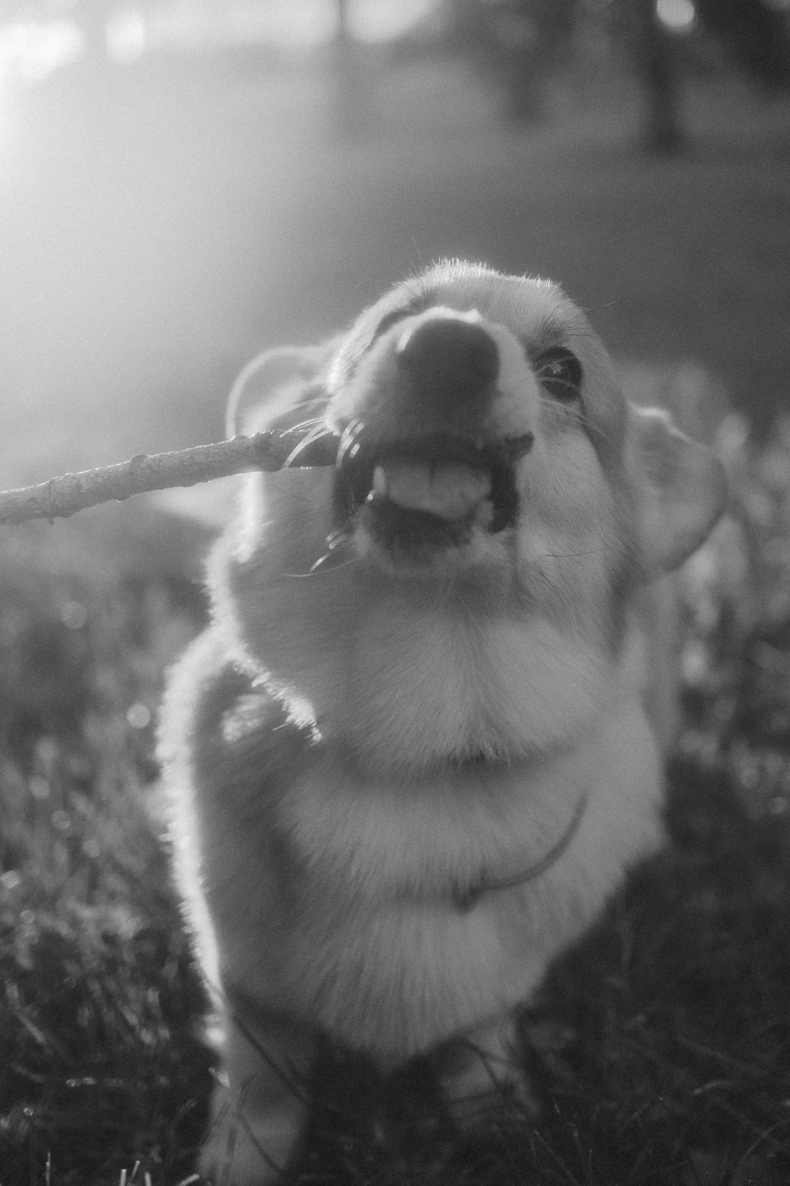 Момо, Люда и Эд. Фотограф анималист Анастасия Пикей
