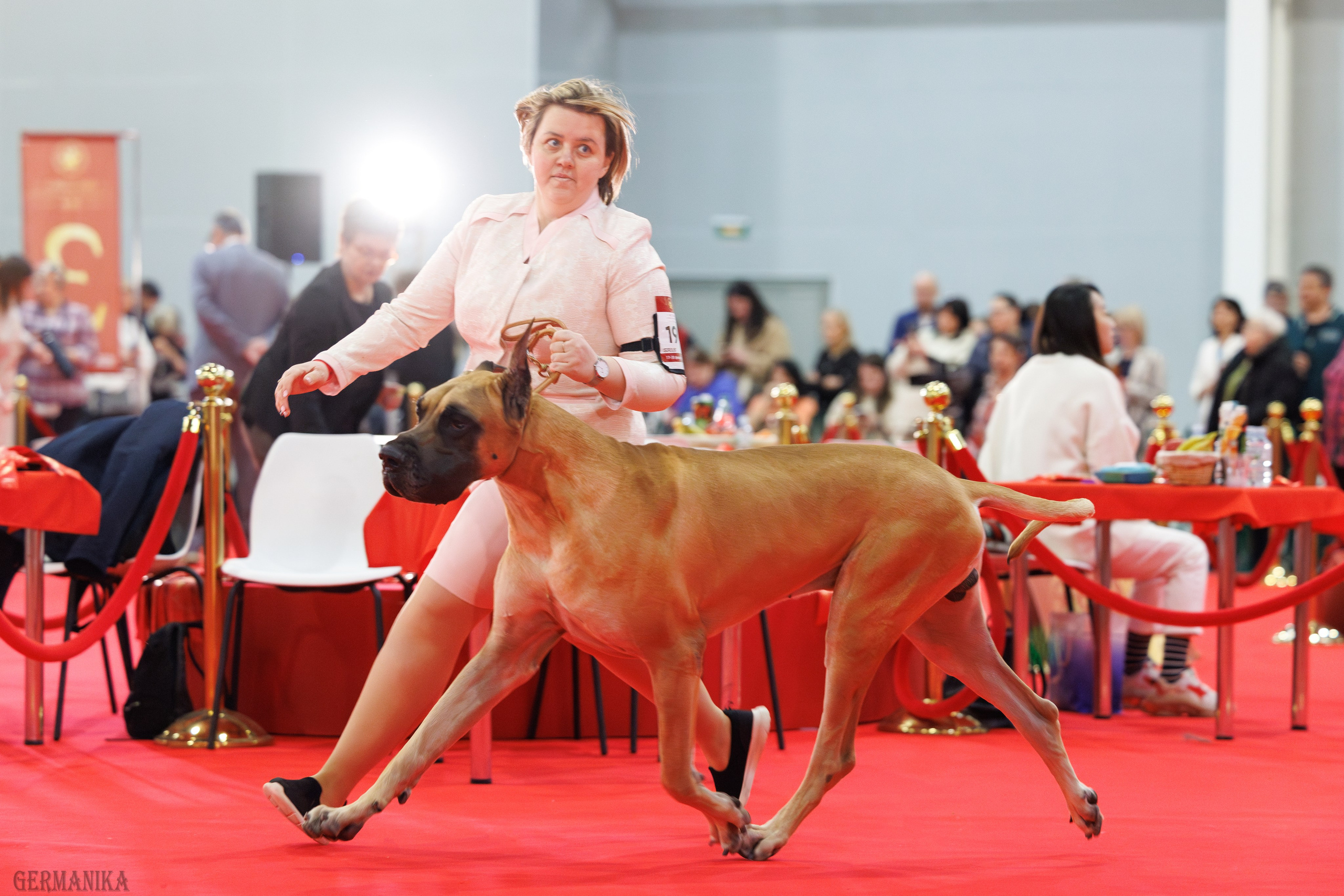 Лучшие Собаки России 17-18.02.2024. Фотограф-анималист Юлия Германика