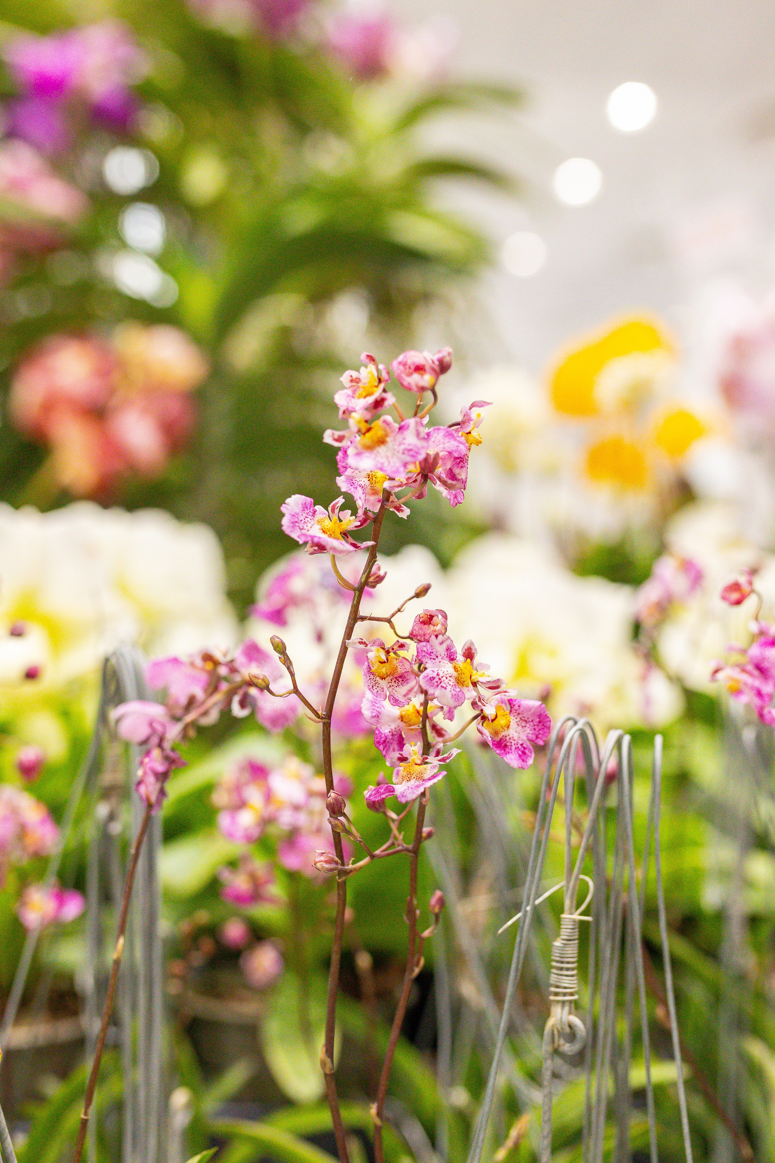 Орхидиум сентябрь 2025. Александра Куликова фотограф, Москва