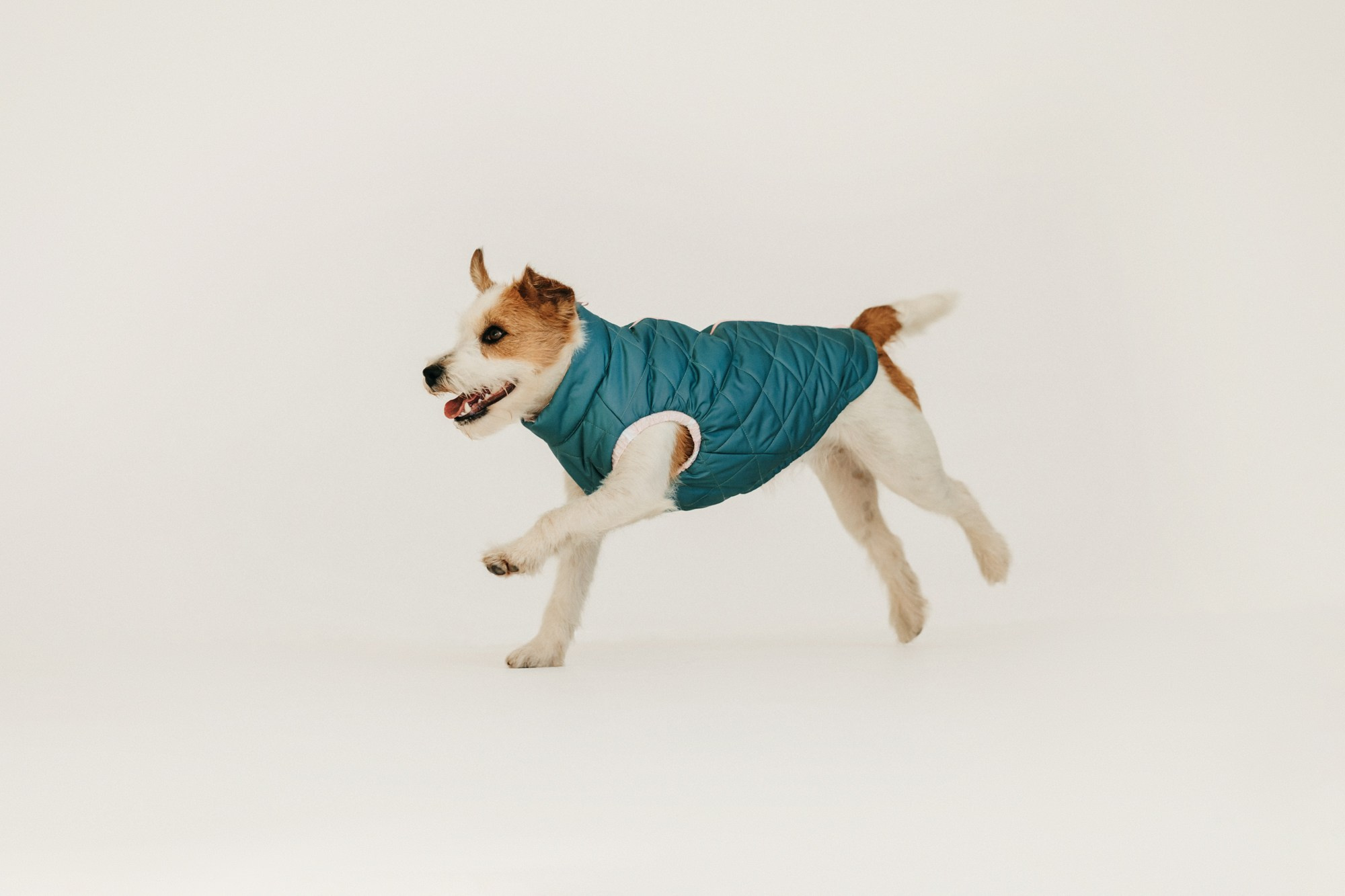 Одежда Lapa`s brand. Фотограф-анималист Елена Радченко, Москва