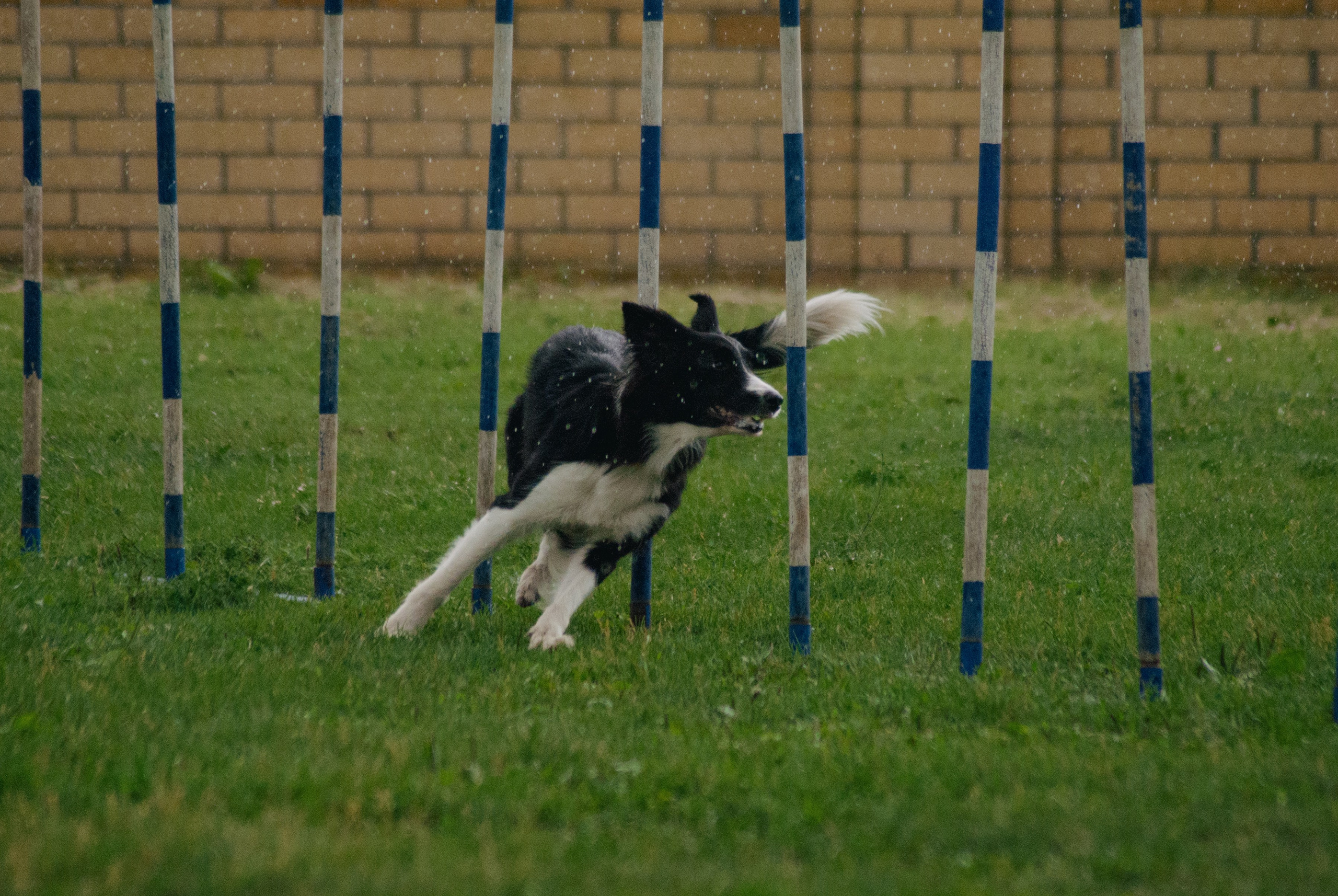 Аджилити. Фотограф в Тюмени Лизавета Сапицкая
