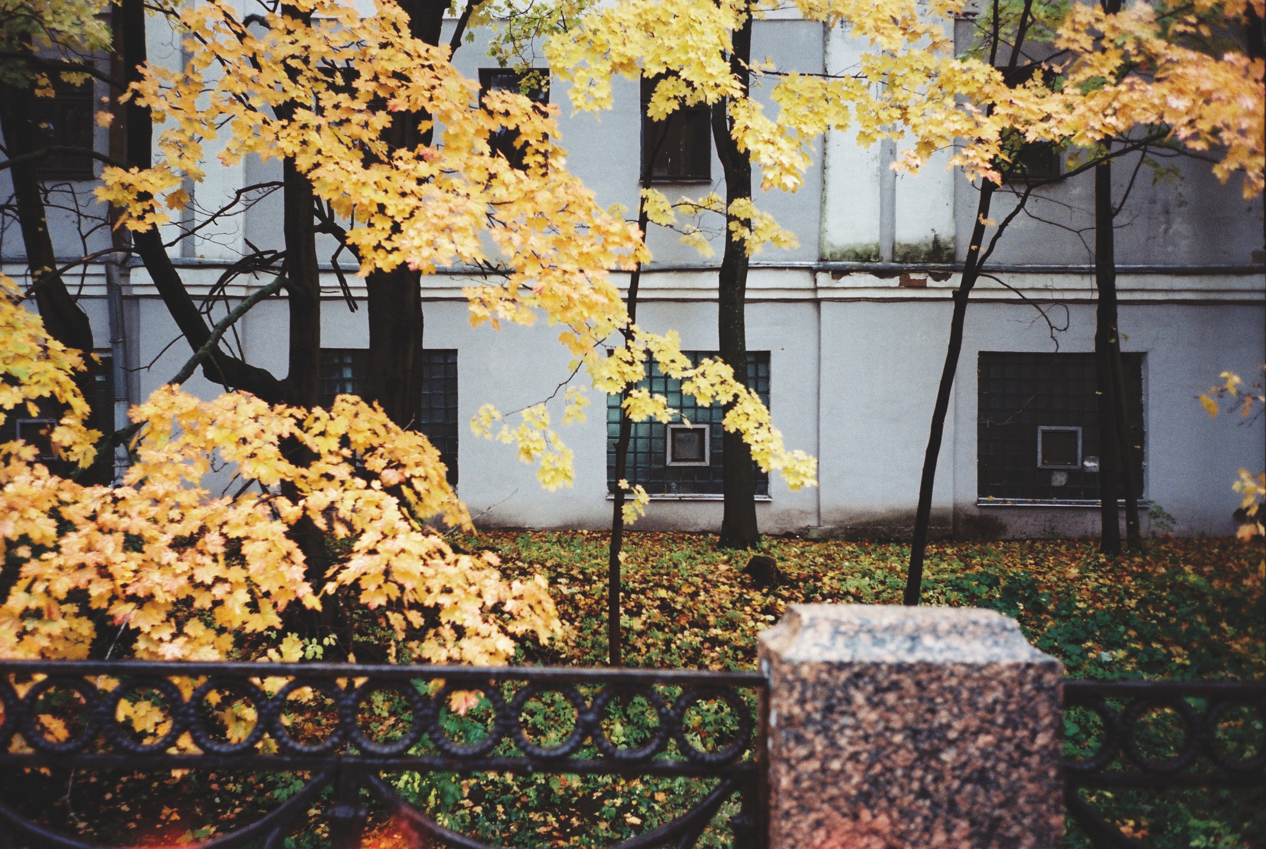 Фотографии цветные. Свадебный и семейный пленочный фотограф в Петербурге Истомина Ирина