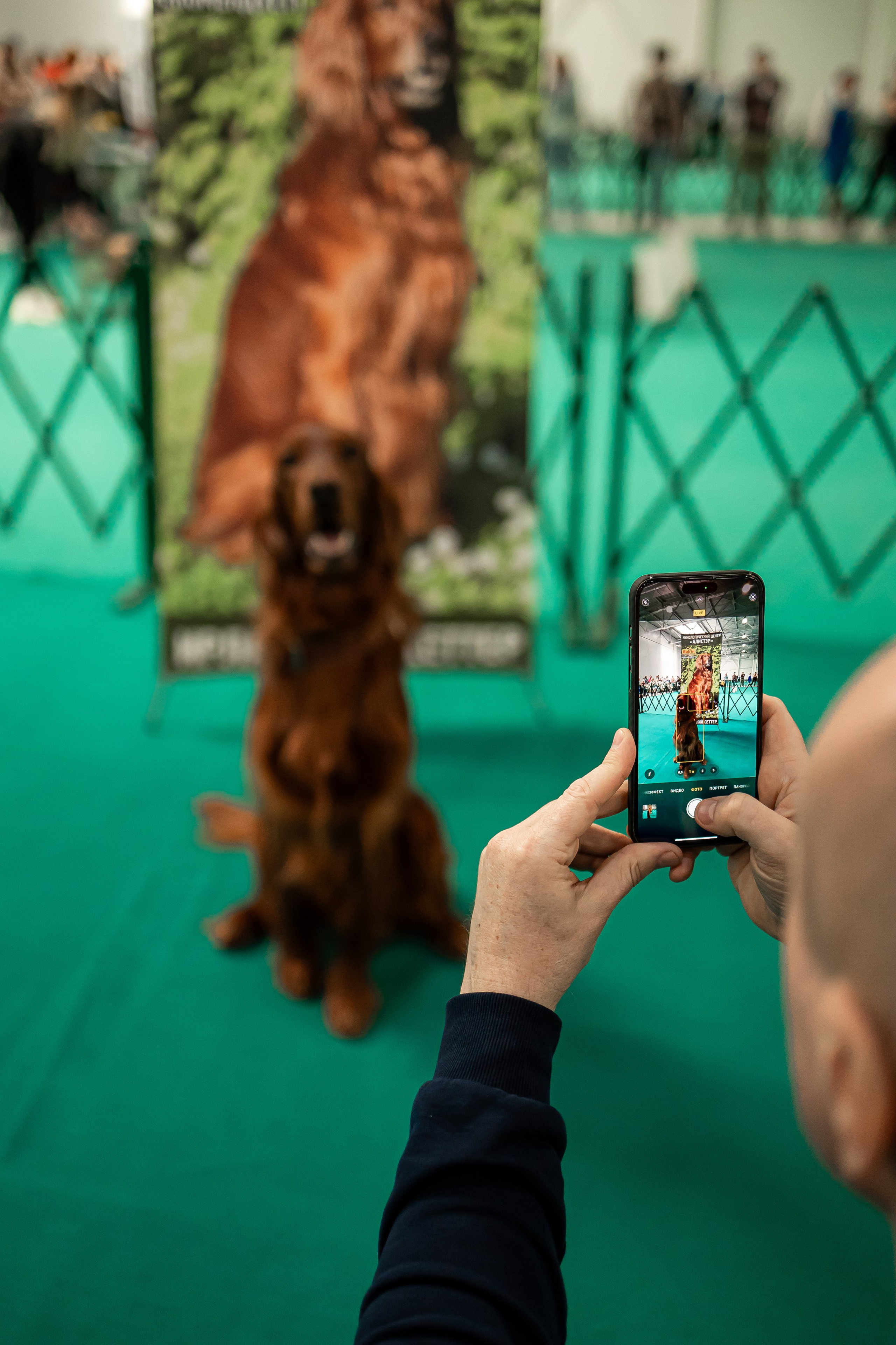 Выставка сеттеров 19.05.24