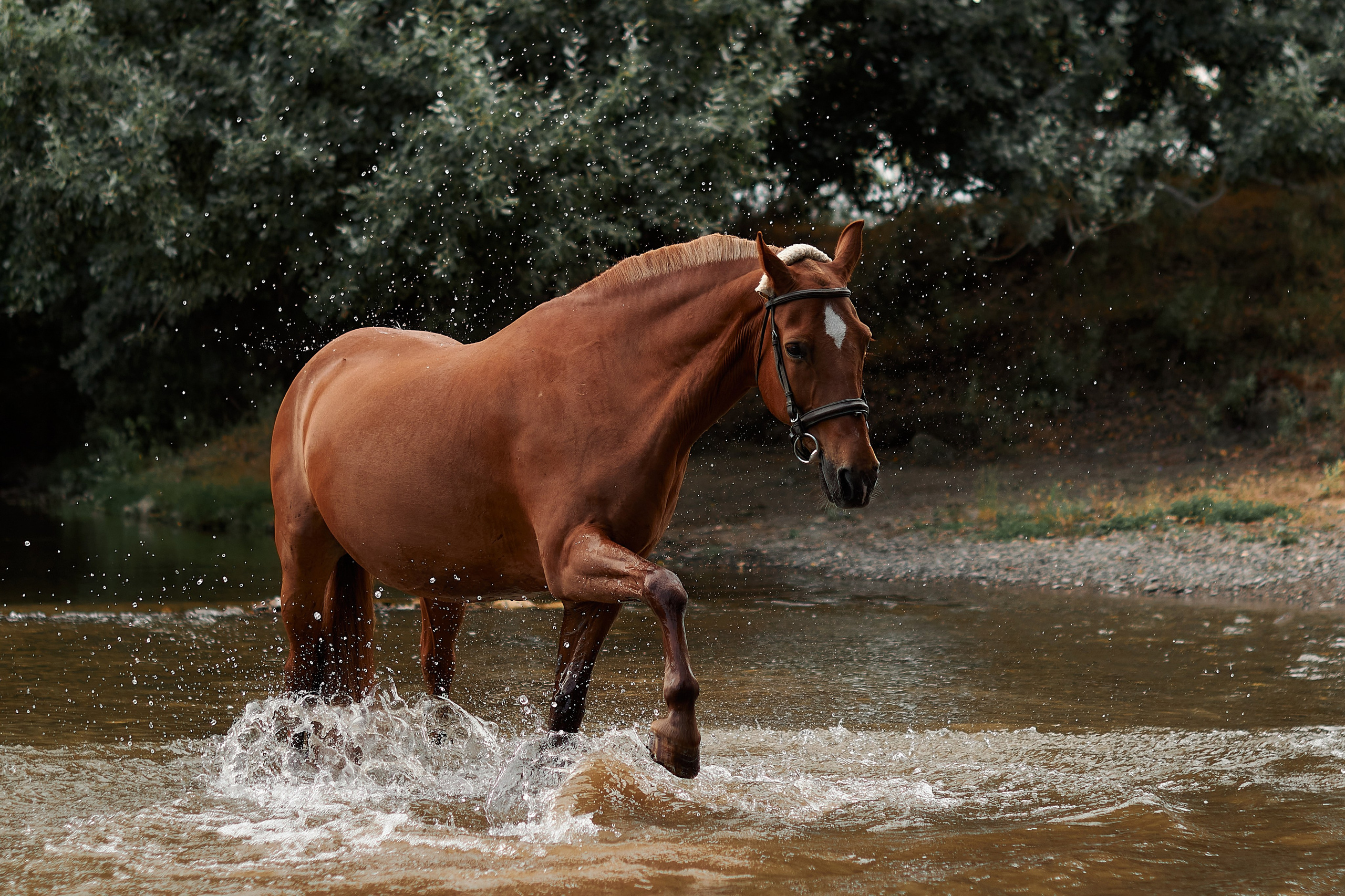 Касандра. Фотограф в Севастополе
