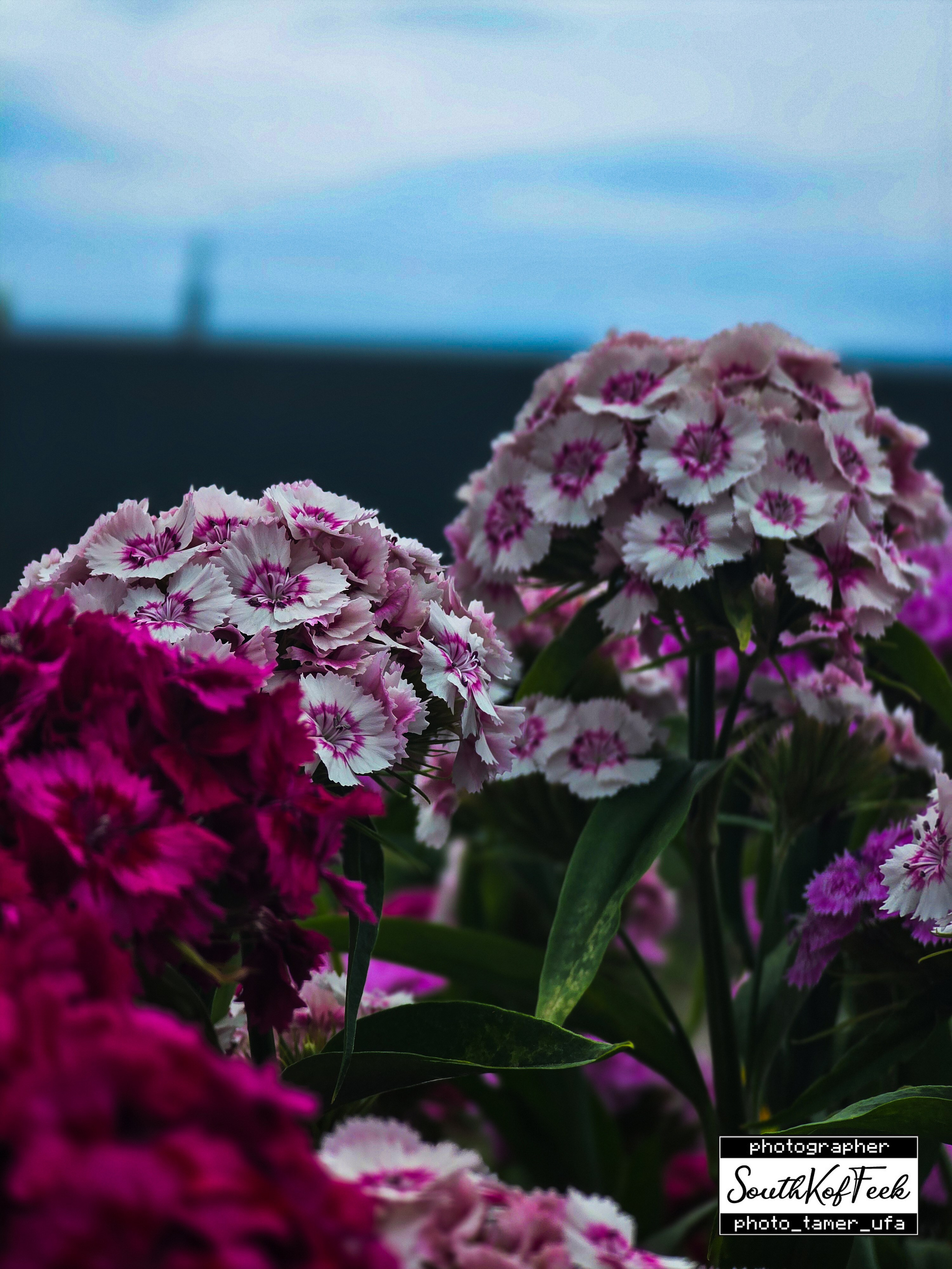 Цветы?. Photo Tamer Ufa