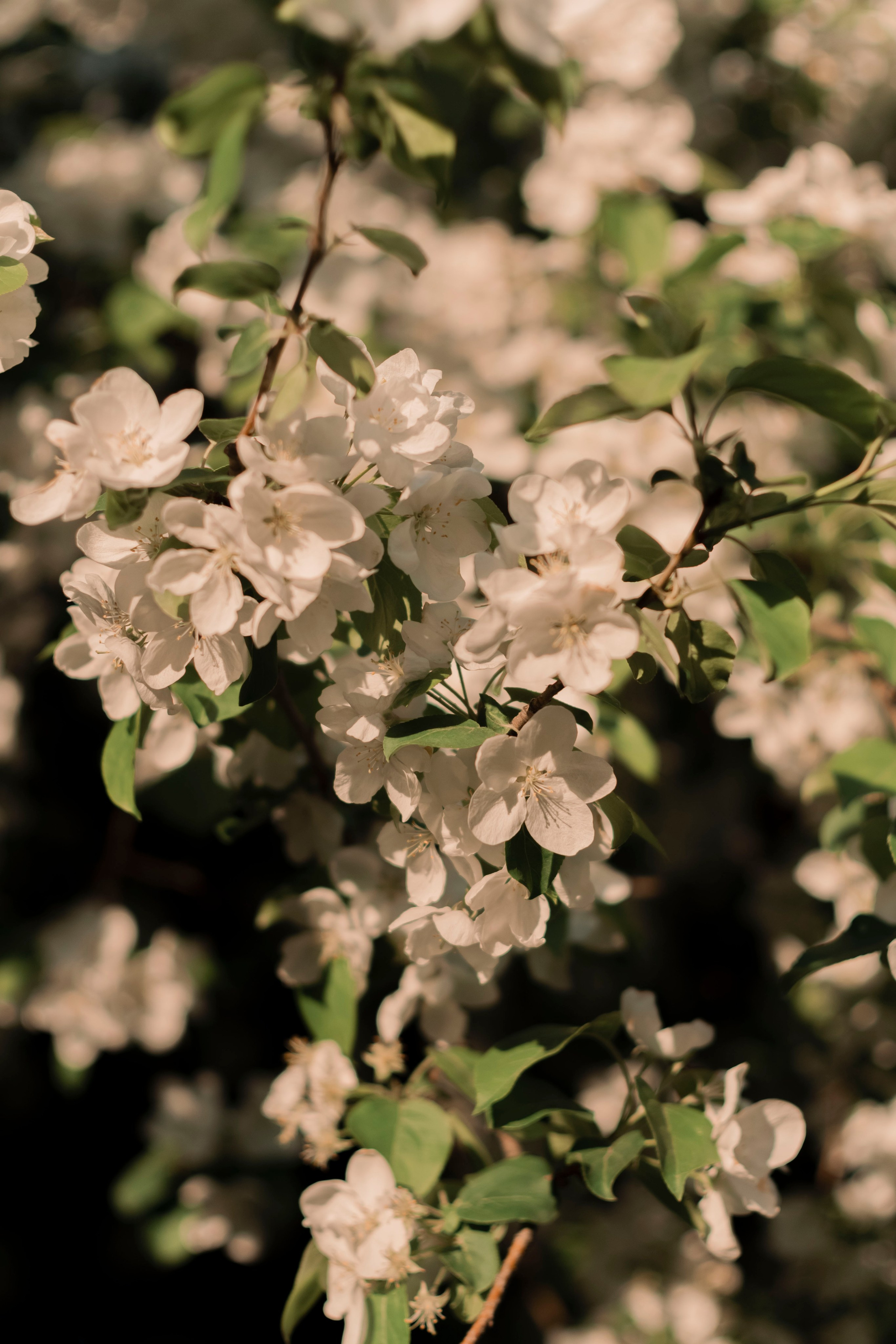 Spriing princess. Фотограф Димитровград Казань Валерия Владимиркина