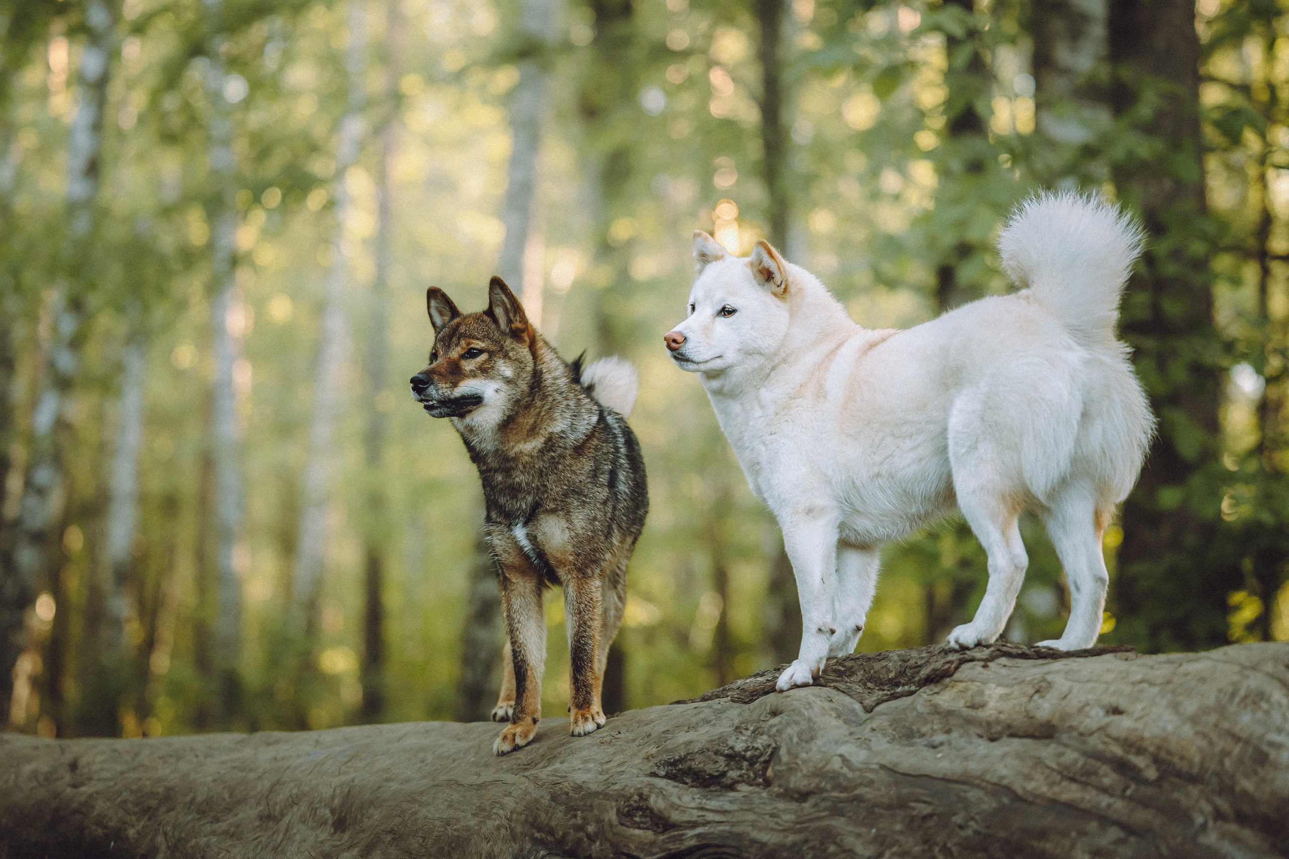 Шед, Цири, Чиби, Цера и их семья