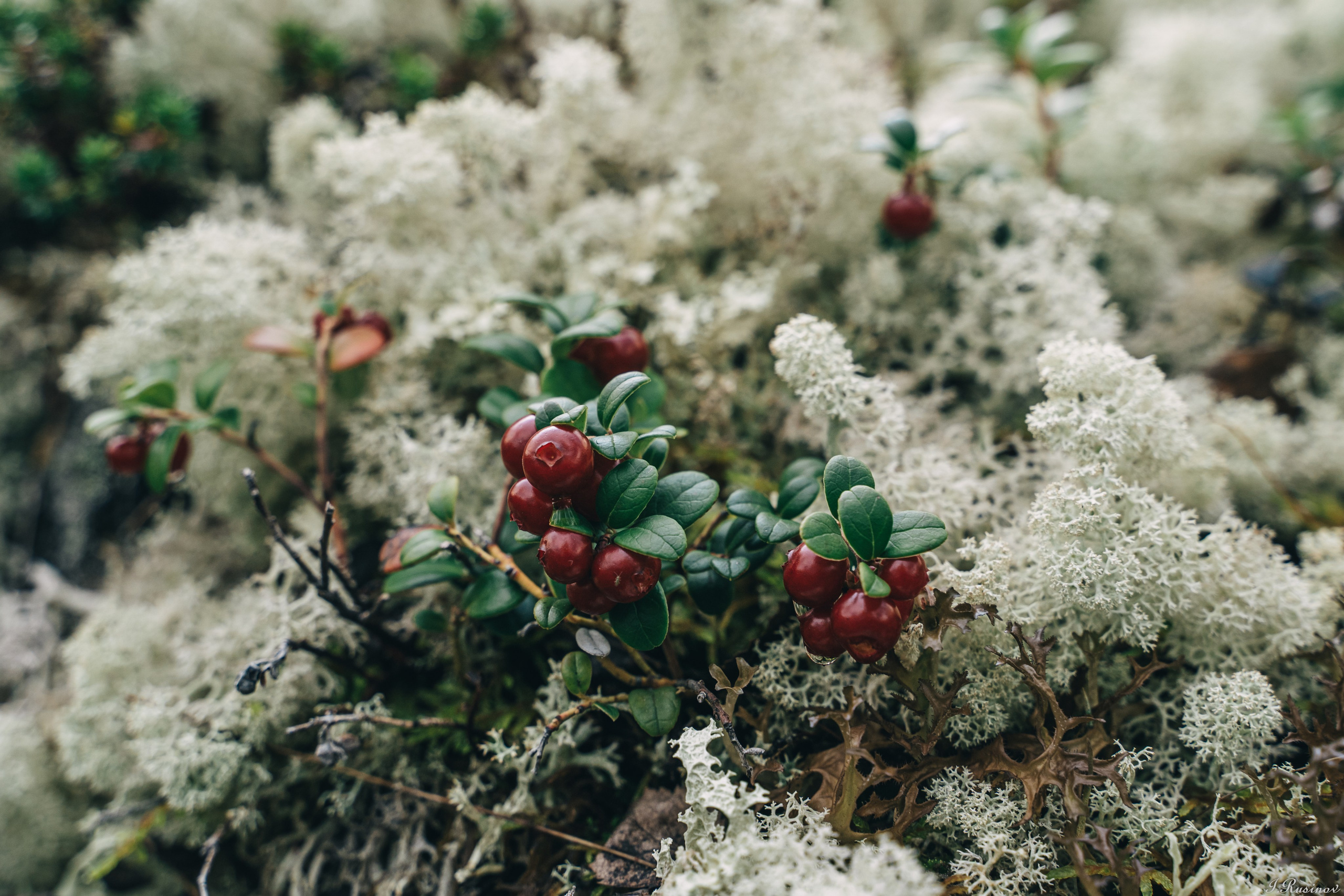 ХИБИНЫ 2021 г. Event фотограф Степанова Александра
