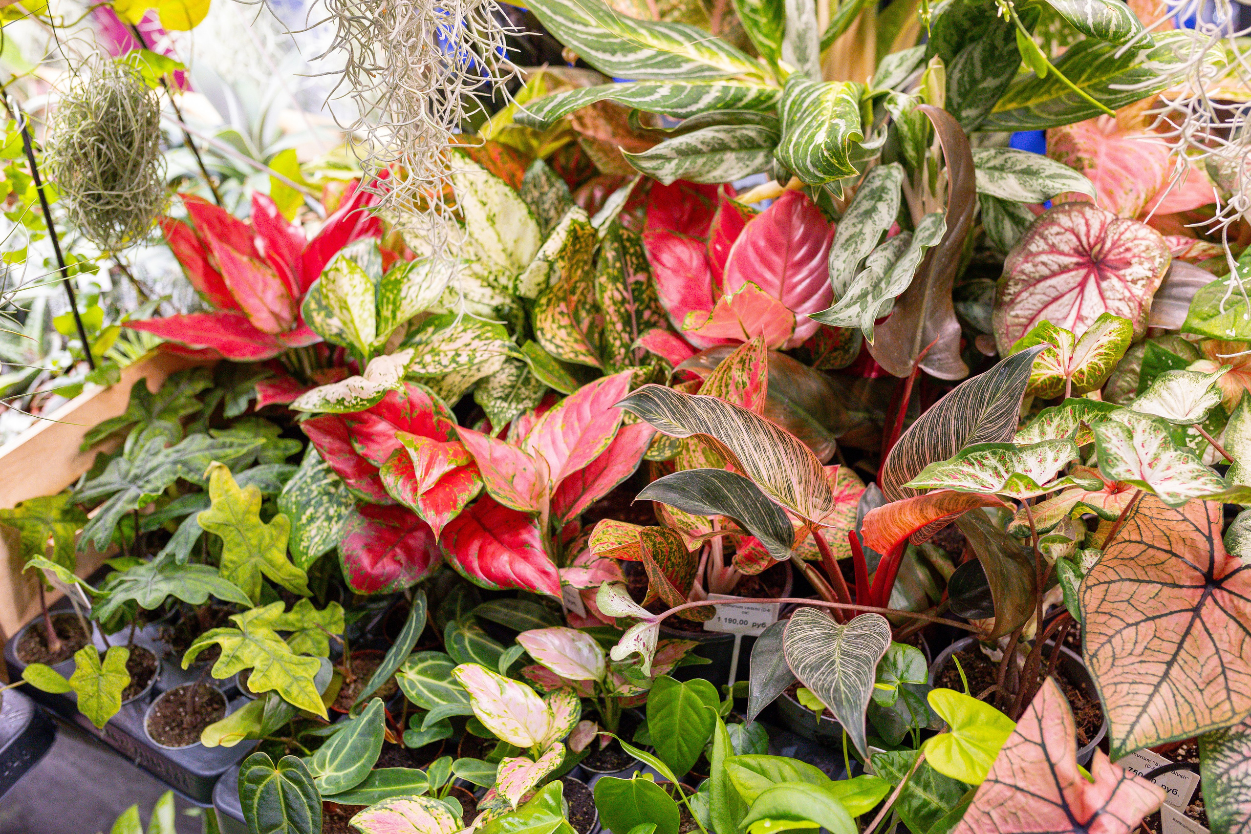 Монстериум 11–12 октября. Александра Куликова фотограф, Москва