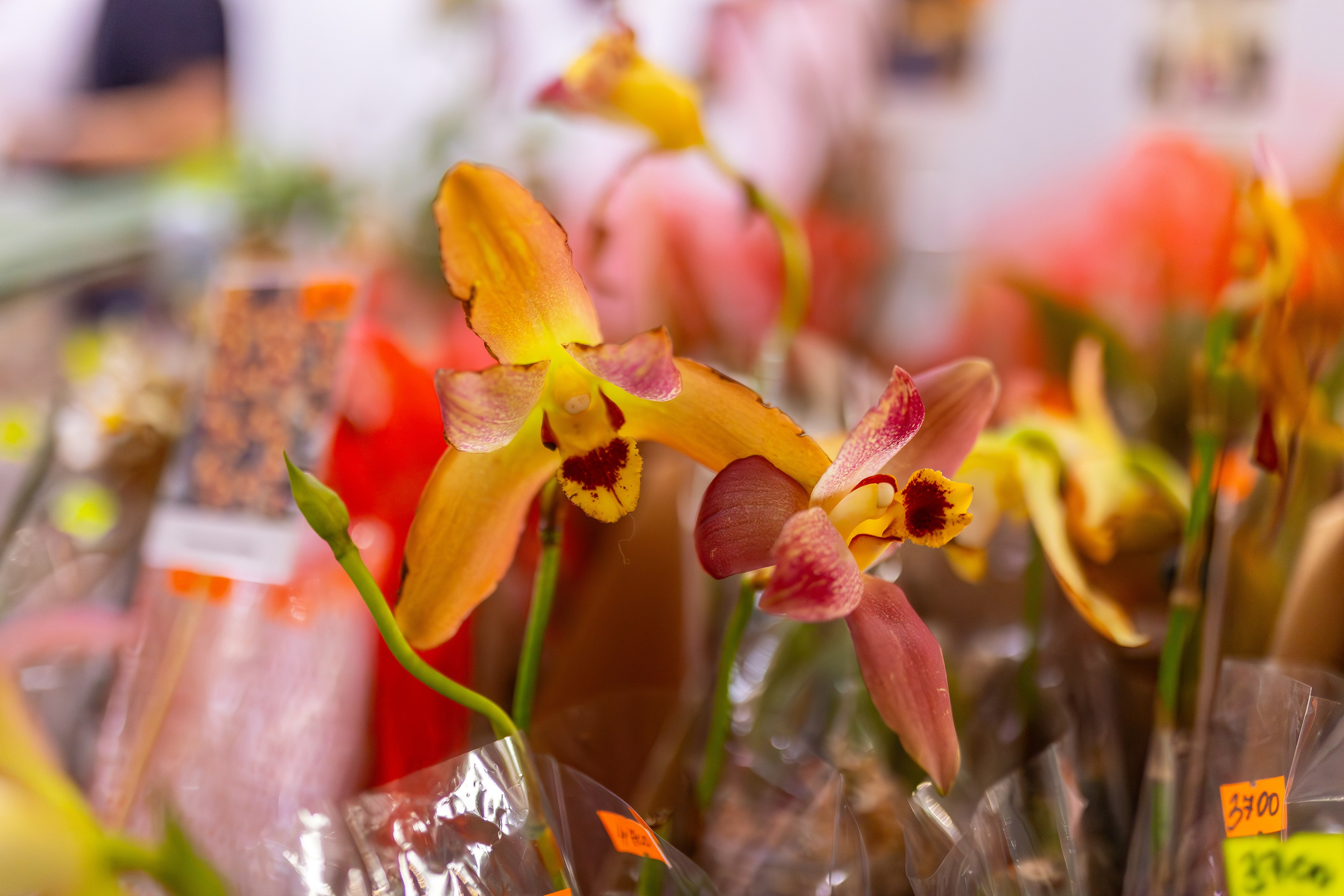 Орхидиум сентябрь 2025. Александра Куликова фотограф, Москва