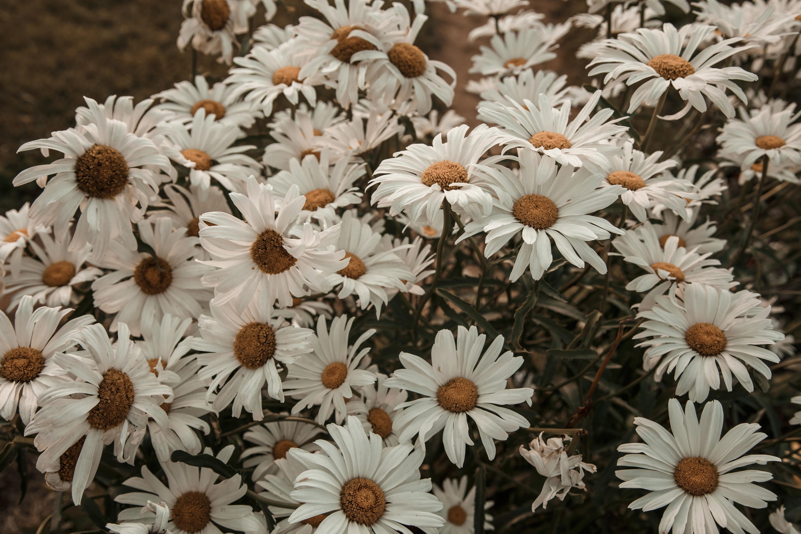 Виктория и Даниил, Железнодорожный + Кусково. Свадебный и репортажный фотограф (Москва, Королев и другие)
