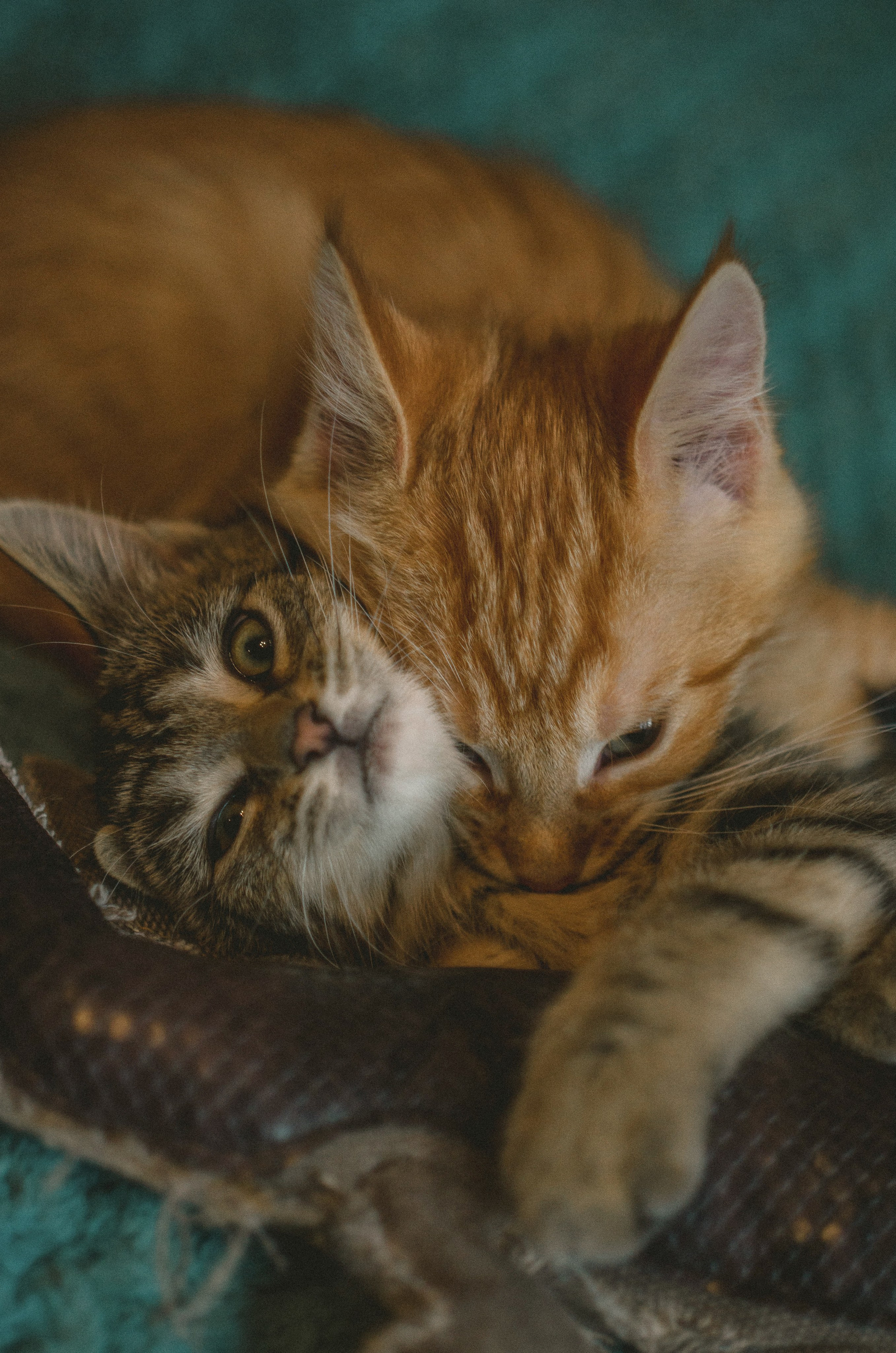 Животные. Varezhka photo | фотограф для души