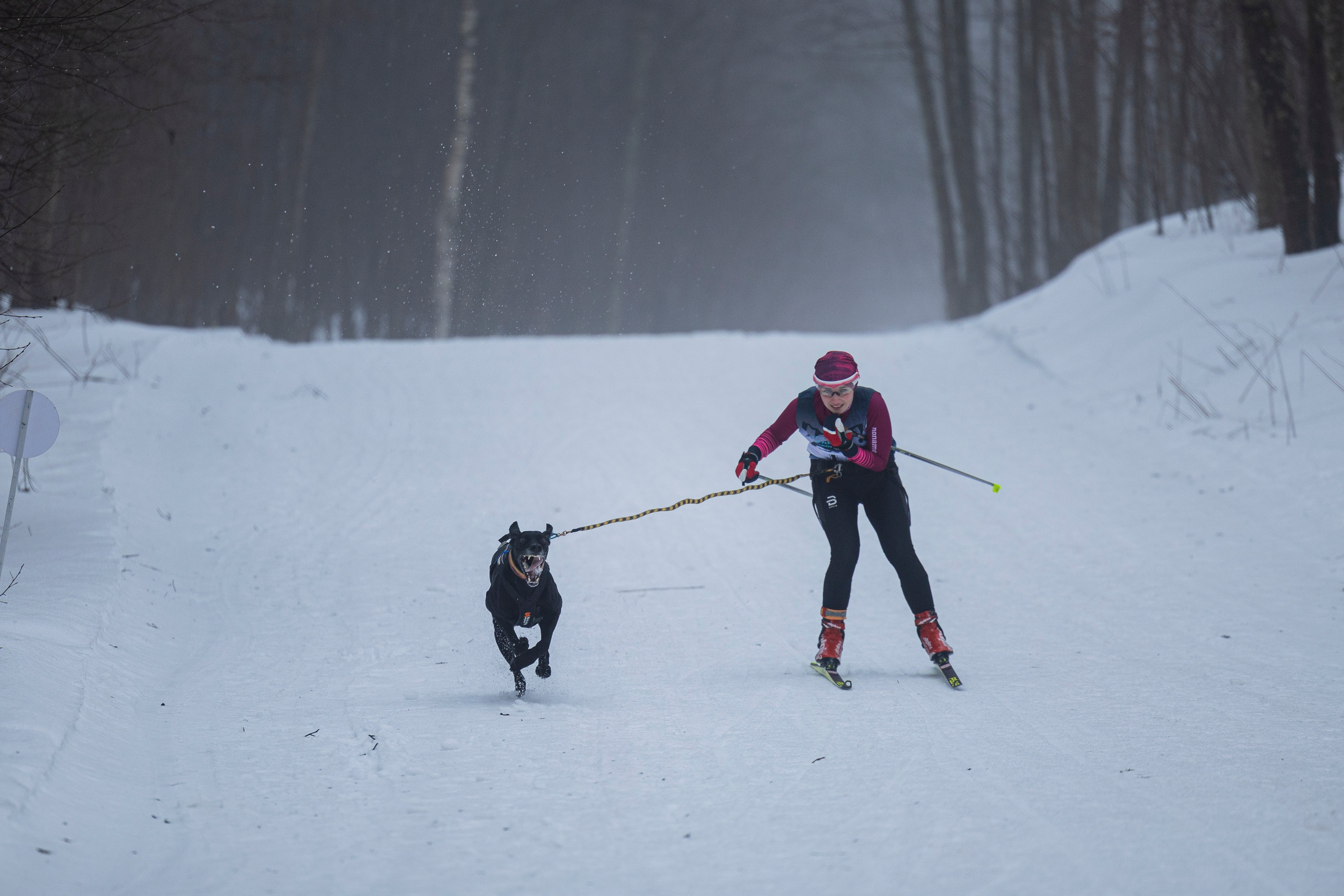 Зимний Чемпионат Санкт-Петербурга по ездовому спорту. Фотограф-анималист Анна Маринич