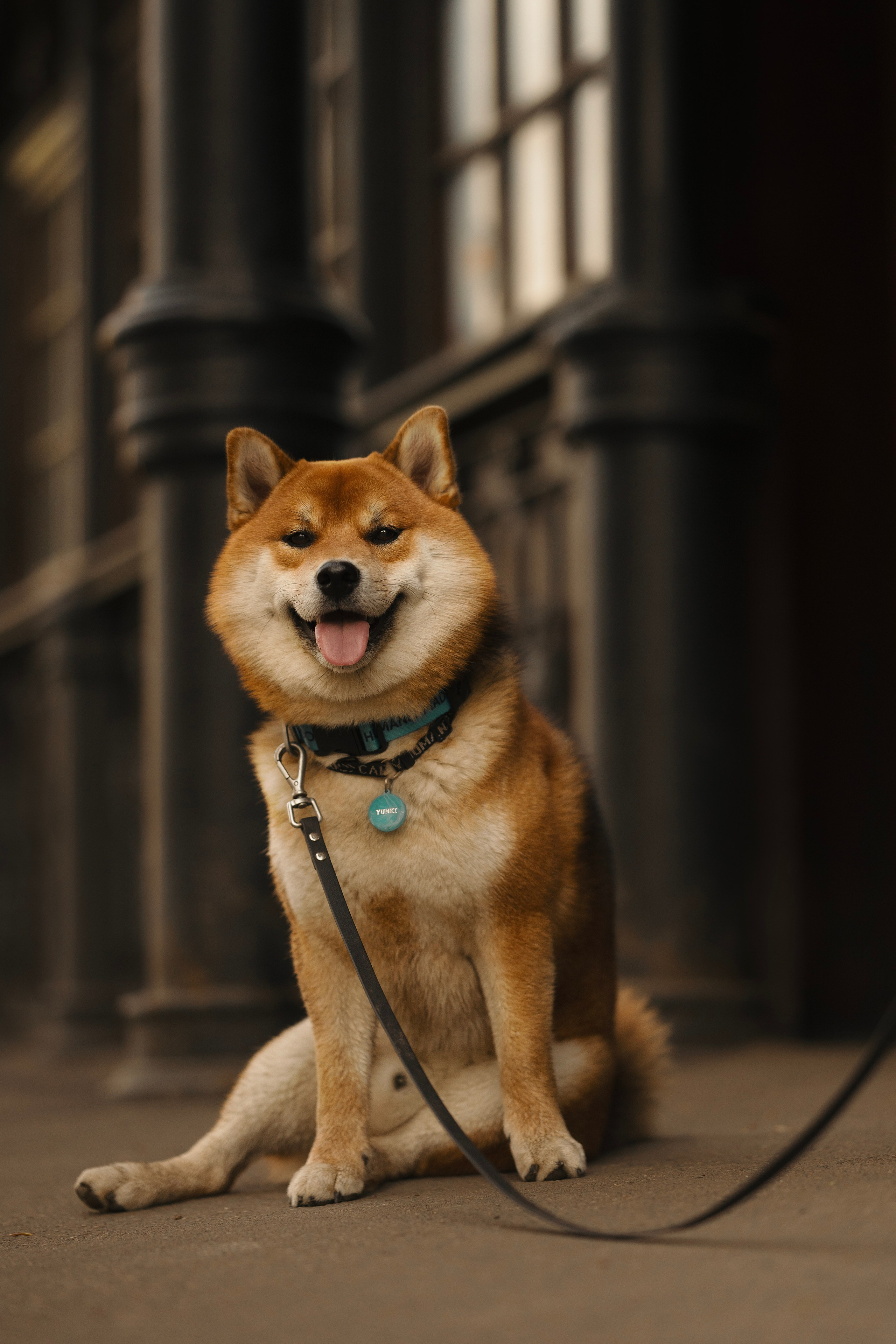 Юнки. Фотограф- анималист Александра Матвеева