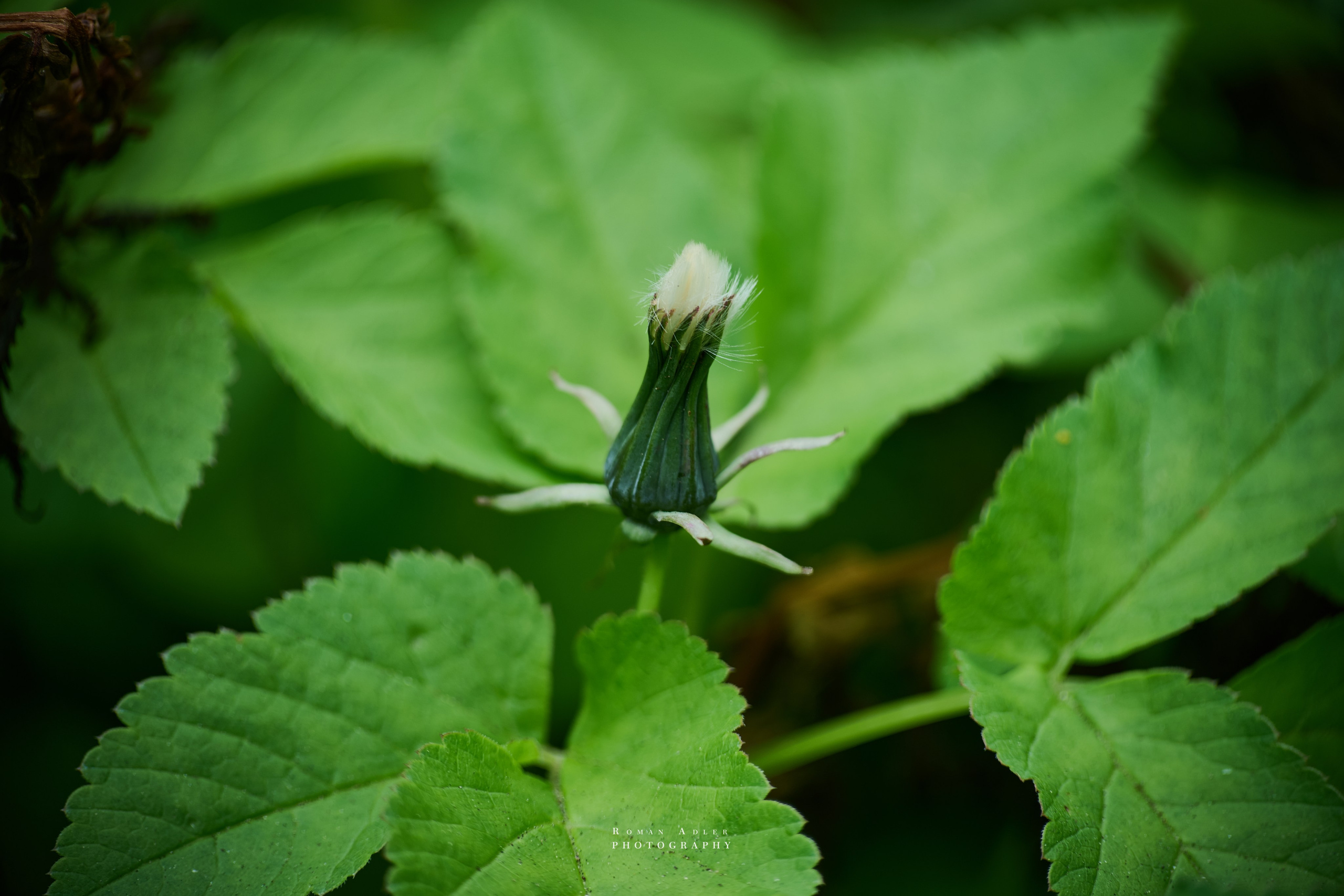 Фотографии весенних цветов. Фотограф Роман Адлер. Фотограф Роман Адлер