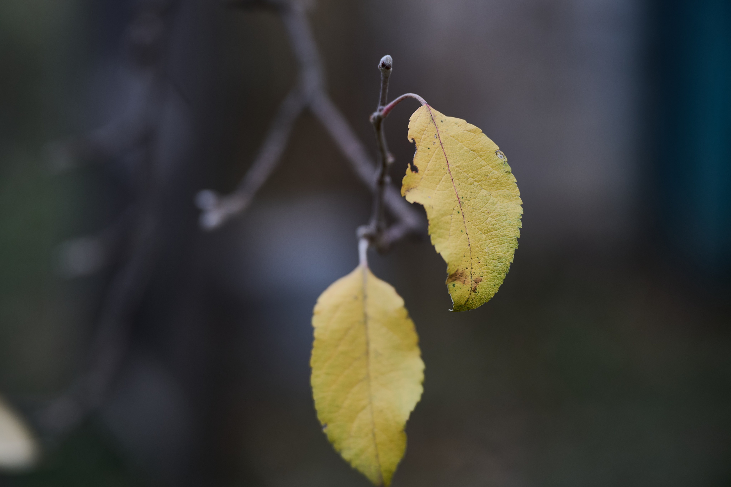 Краснореченское (Луганская область). Ноябрь 2024. Фотограф Роман Адлер