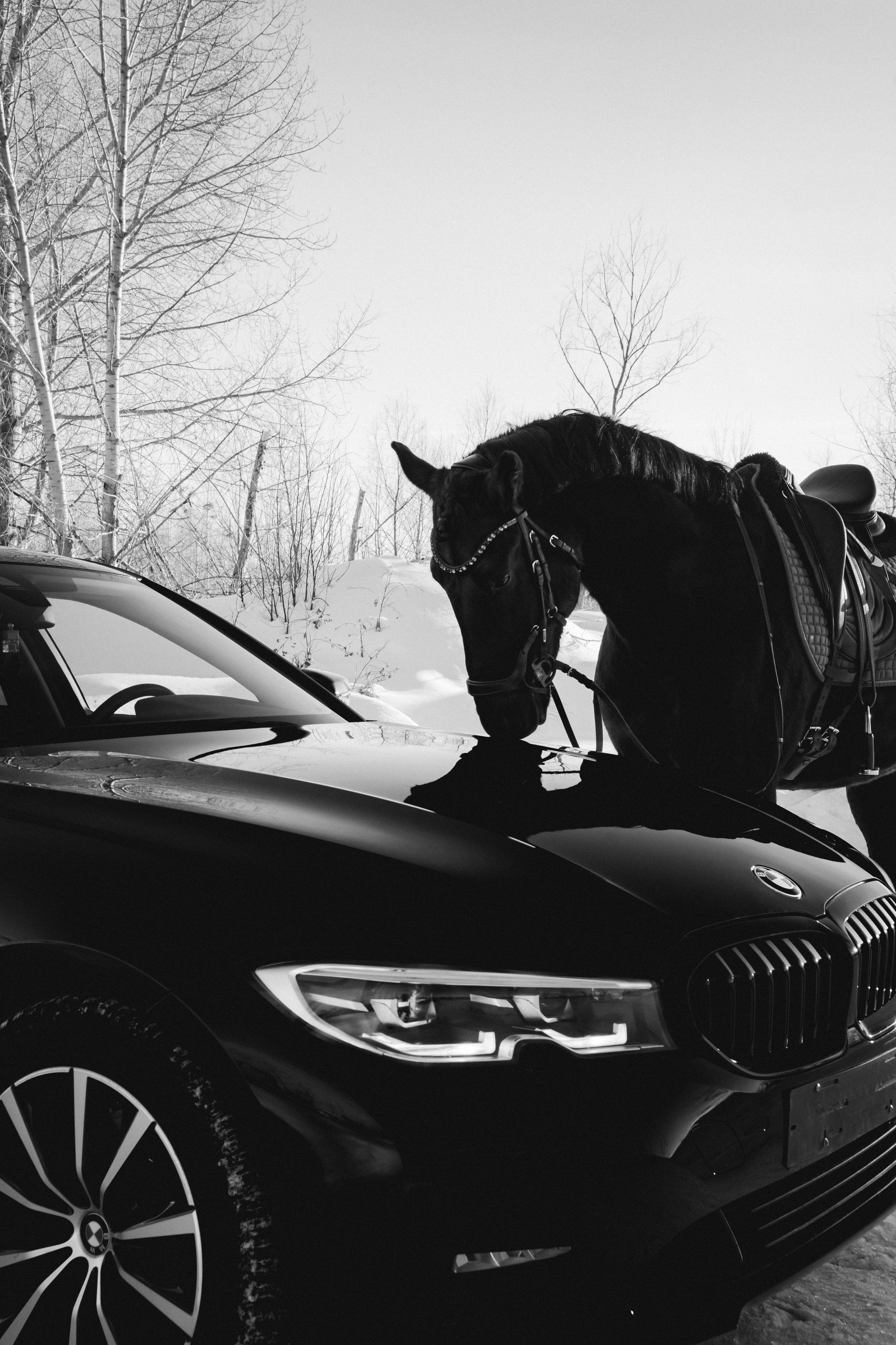 BMW G20 with horse. Автомобильный фотограф и видеограф в Новосибирске|Александра Косухина