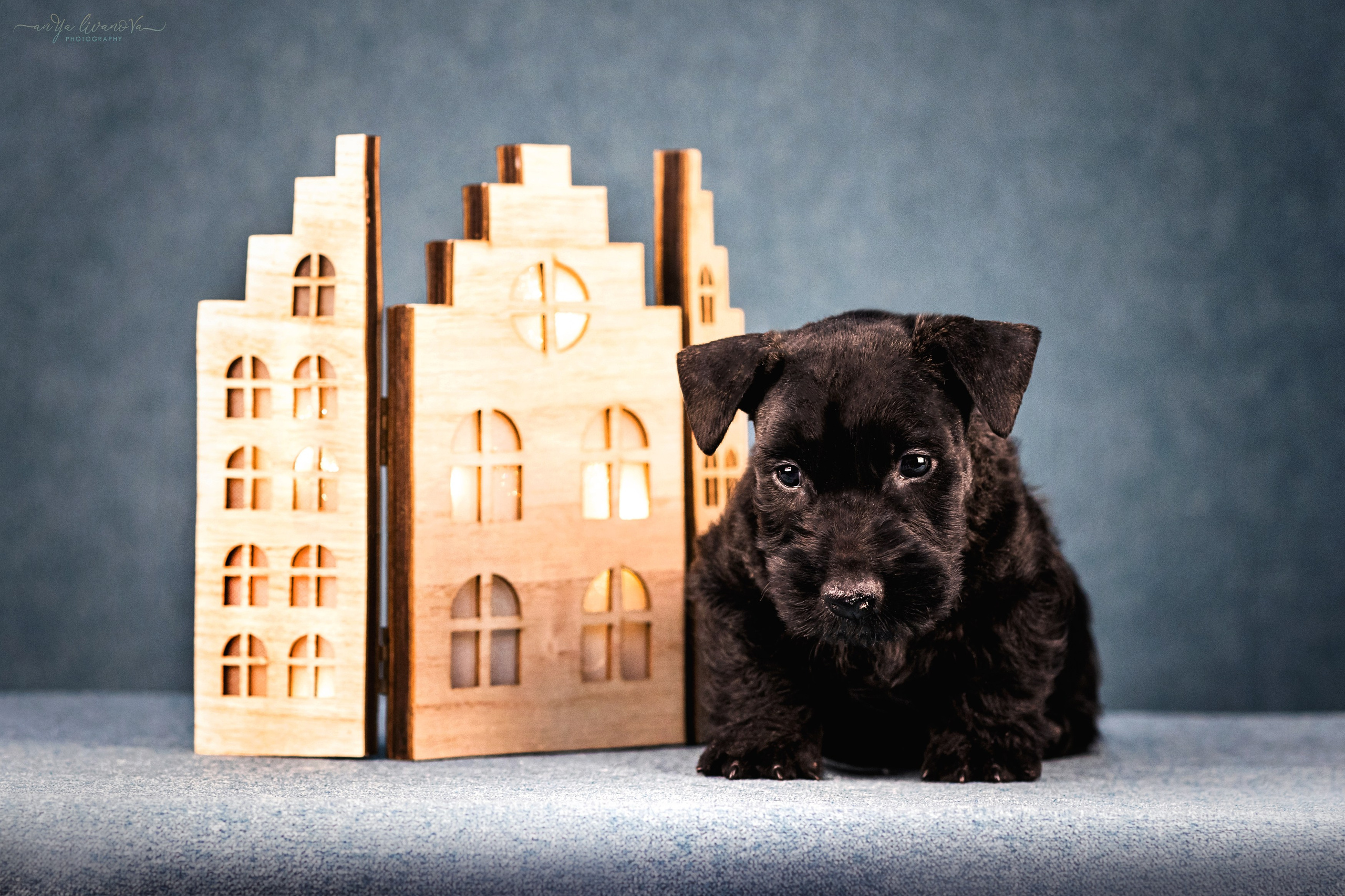 Скотти. Фотограф анималист Аня Ливанова | Рыбинск