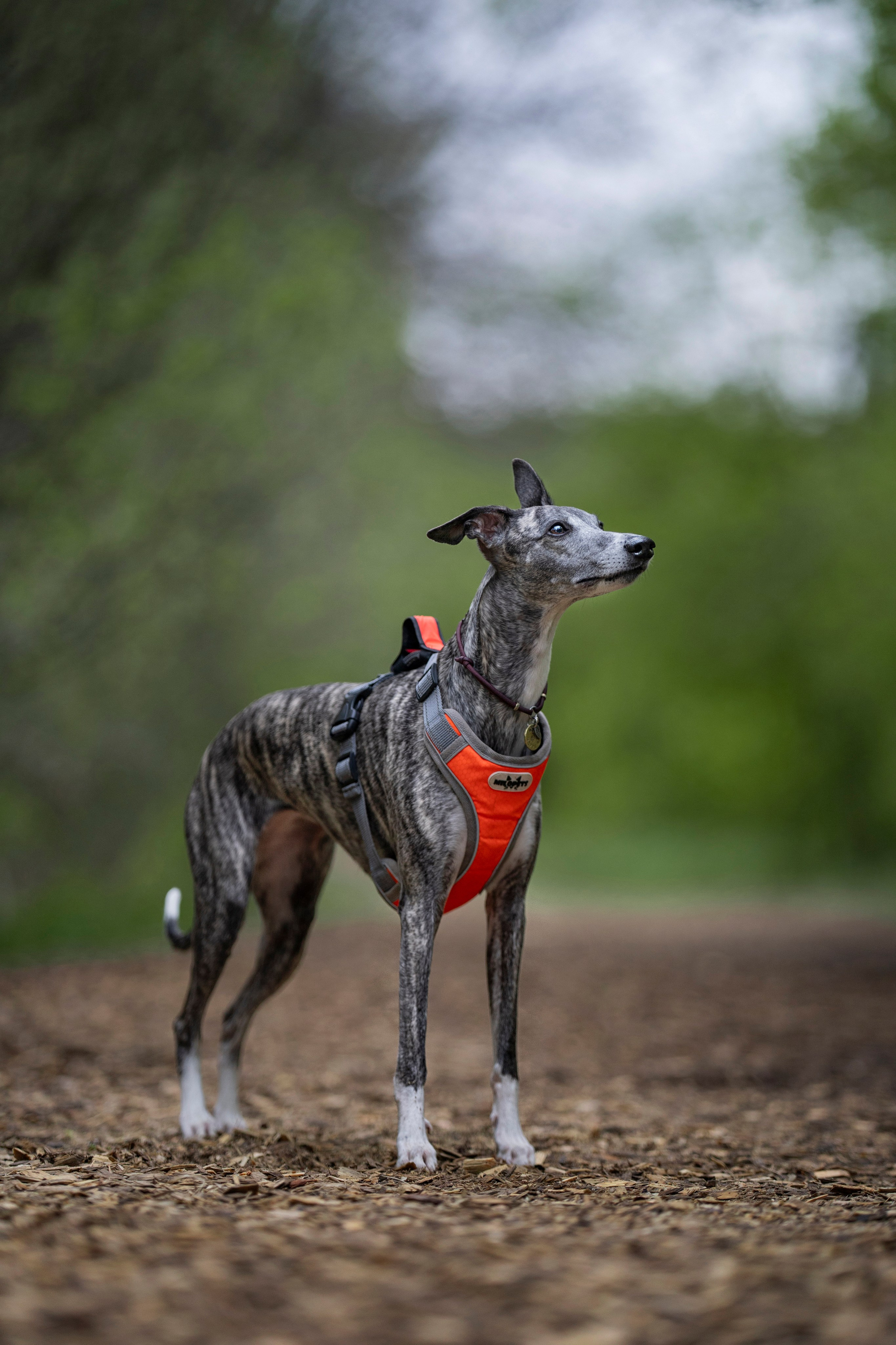 Ольга и ее красивые собаки. Kameramotor74