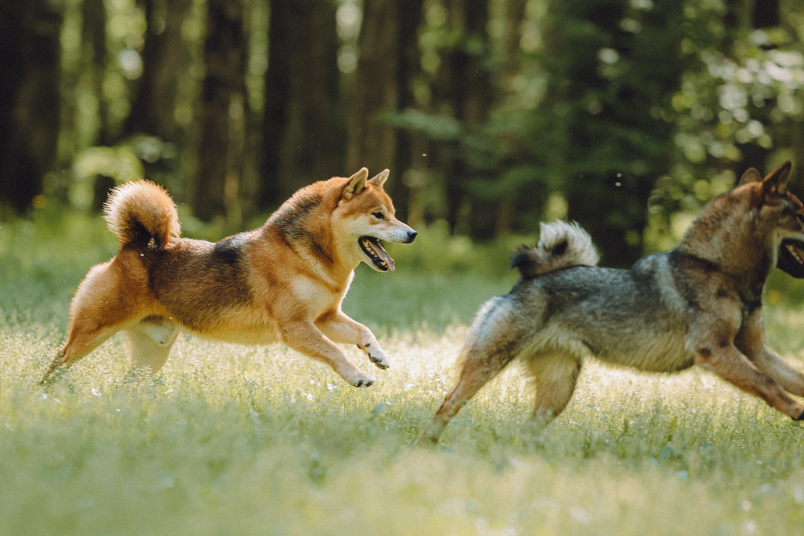 Шед, Цири, Чиби, Цера и их семья