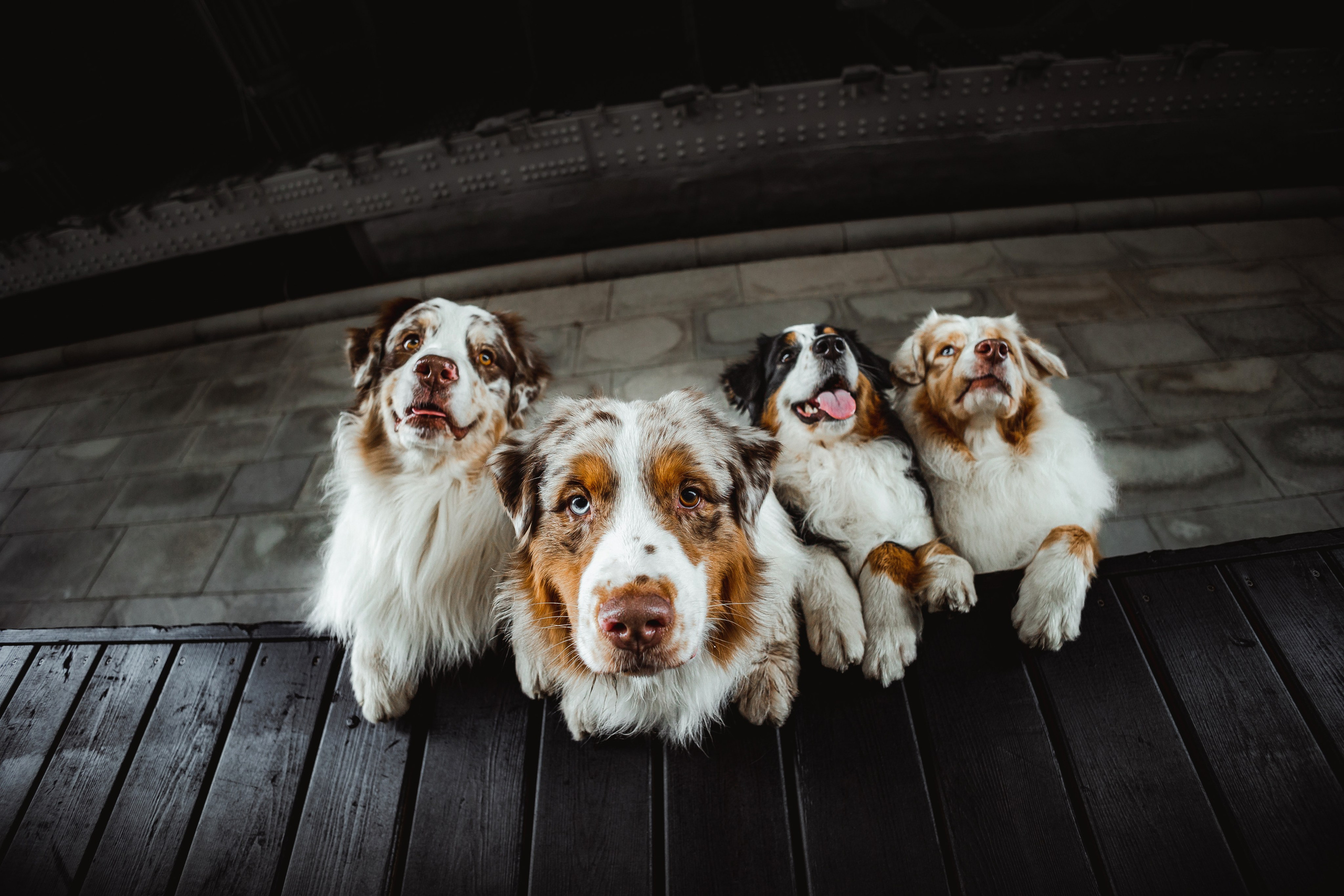 Как я выбираю, на какой объектив снимать животных?