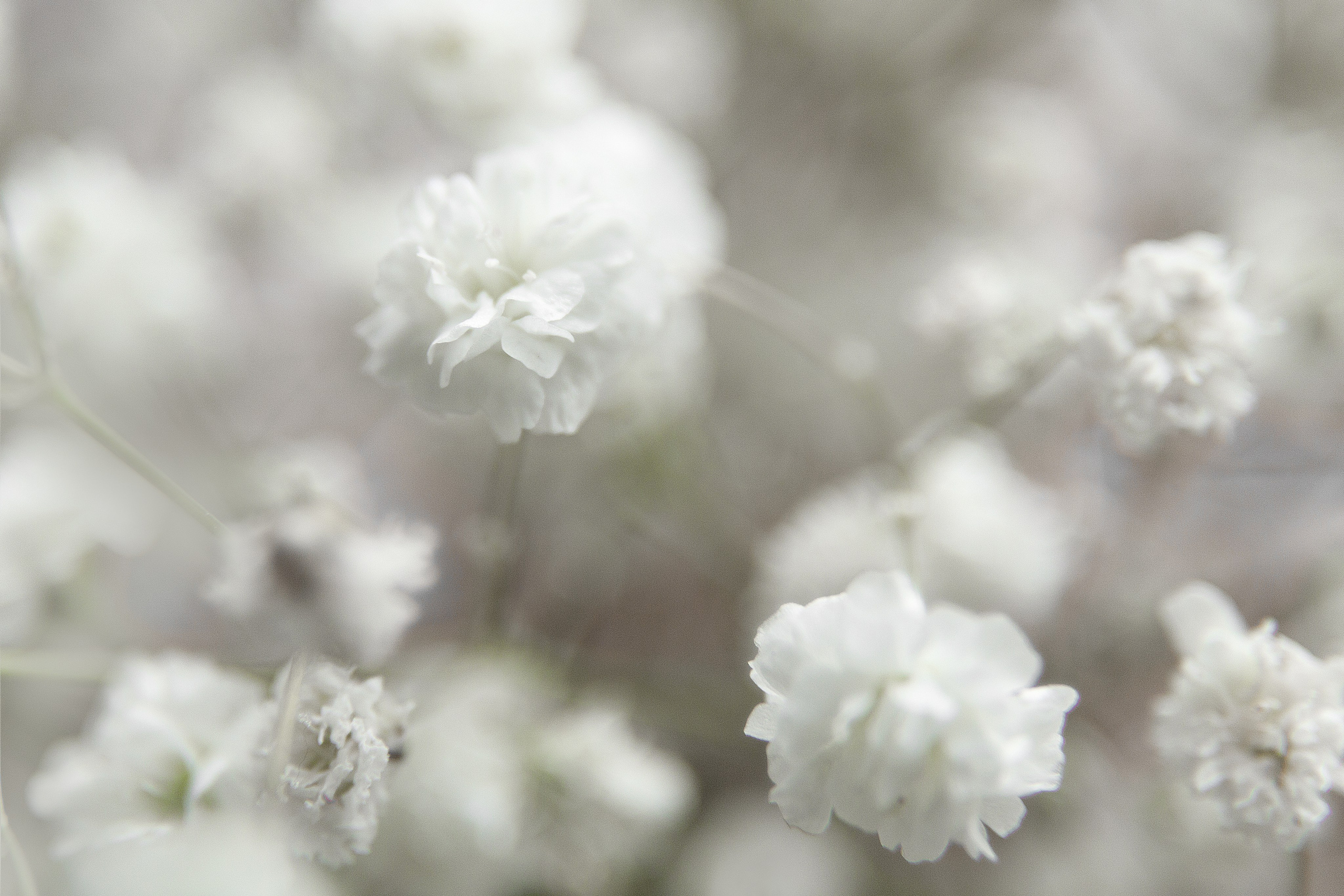 Проект «366»|2024|Фото каждый день. LENA GRACE photographer ||ЛЕНА ГРЭЙС фотограф