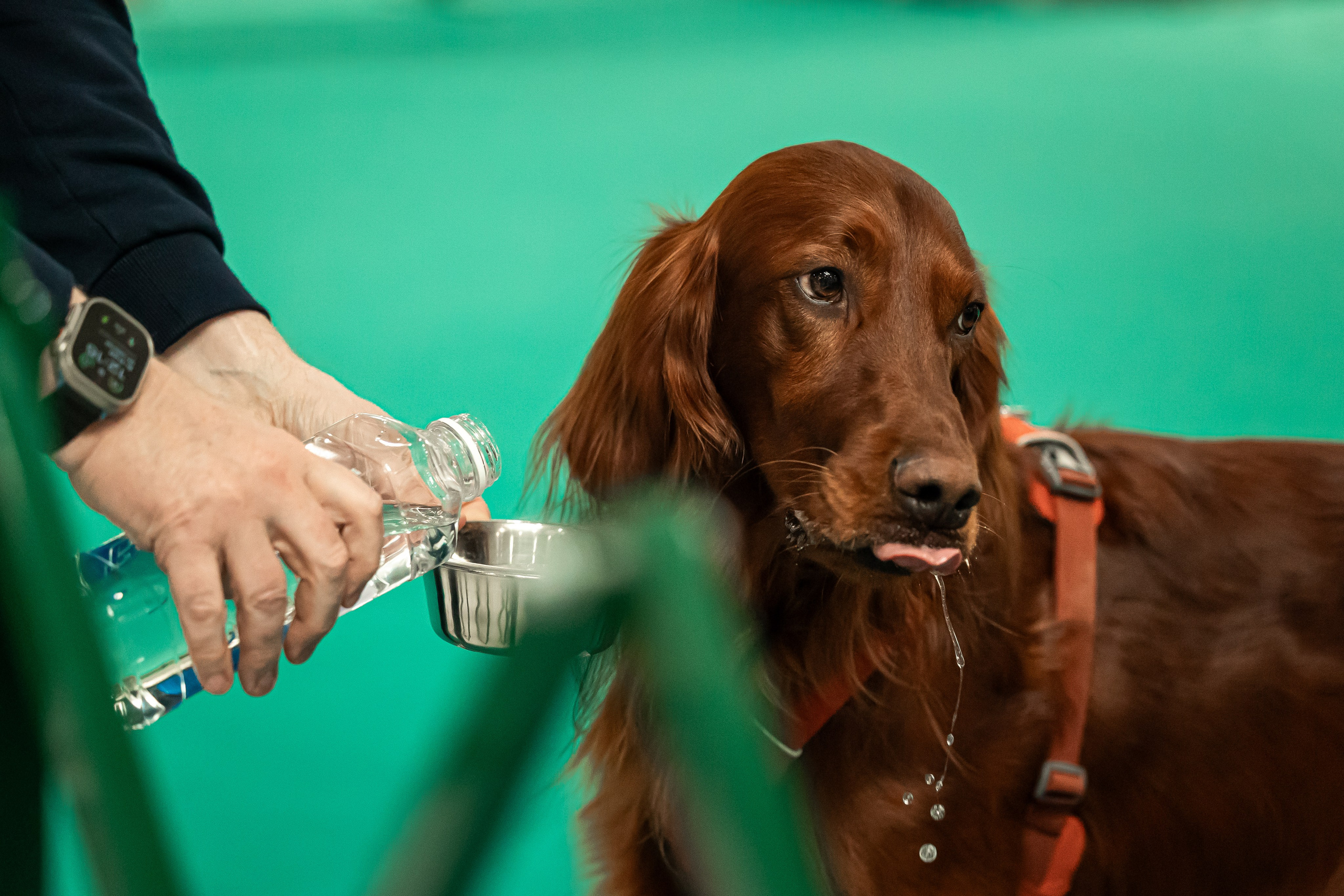 Выставка сеттеров 19.05.24