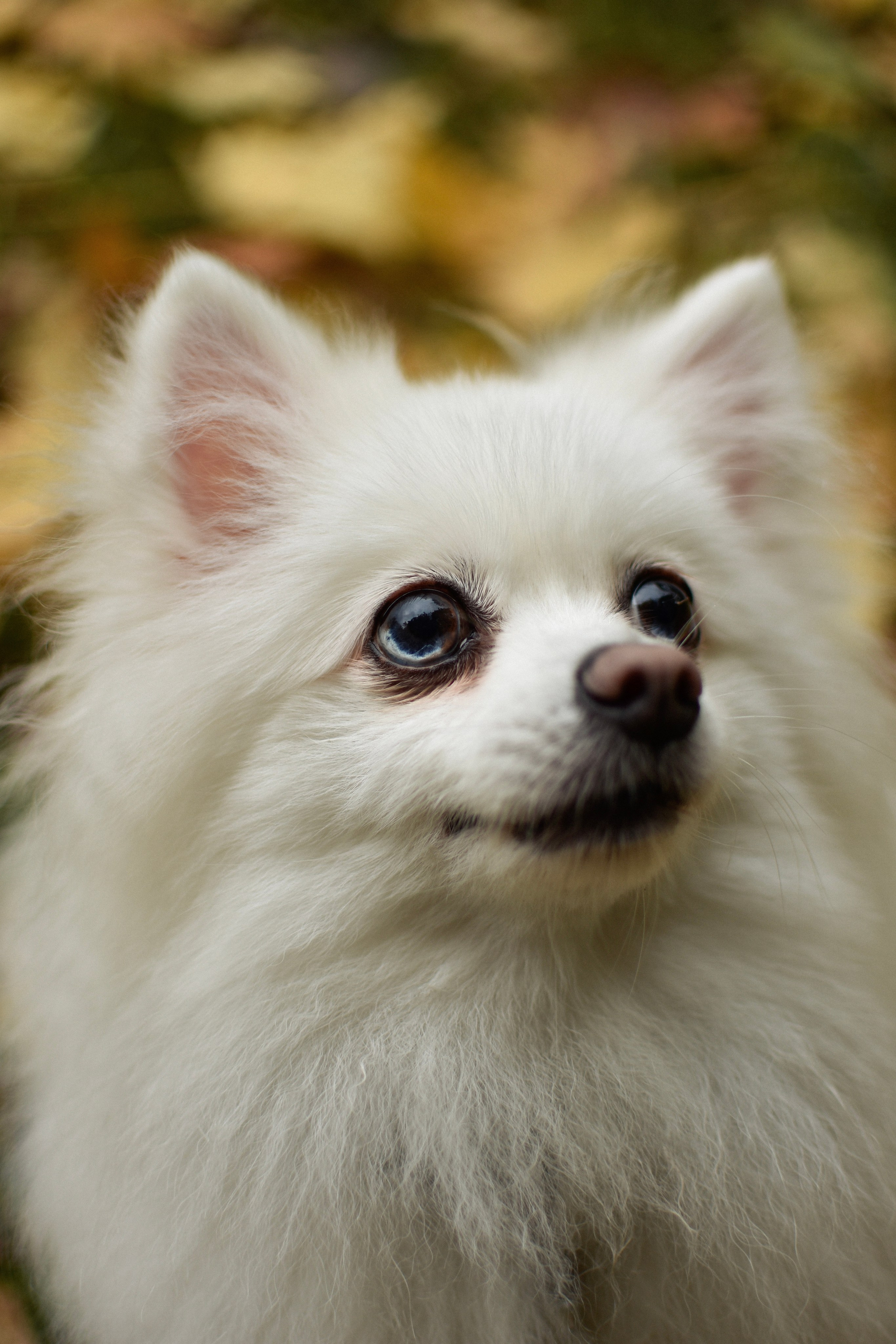 Анабель и Саша. Фотограф-анималист Ксения Шевцова|Москва