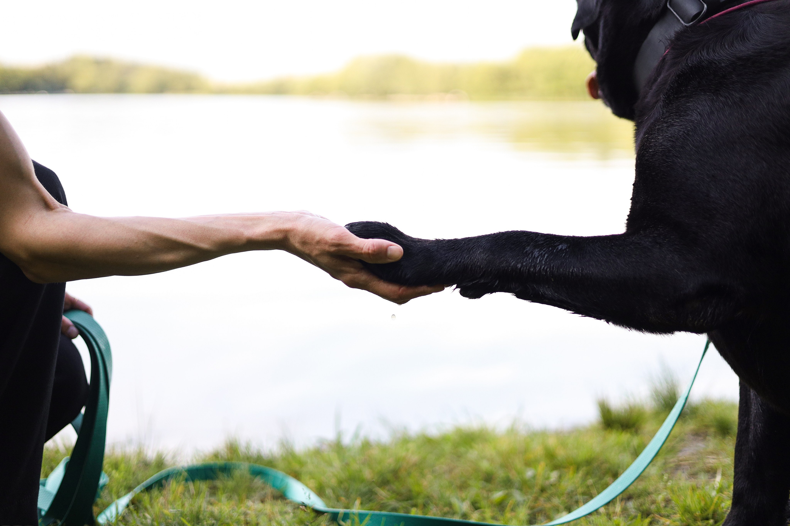 Найт и Соня. Фотограф-анималист Ксения Шевцова|Москва