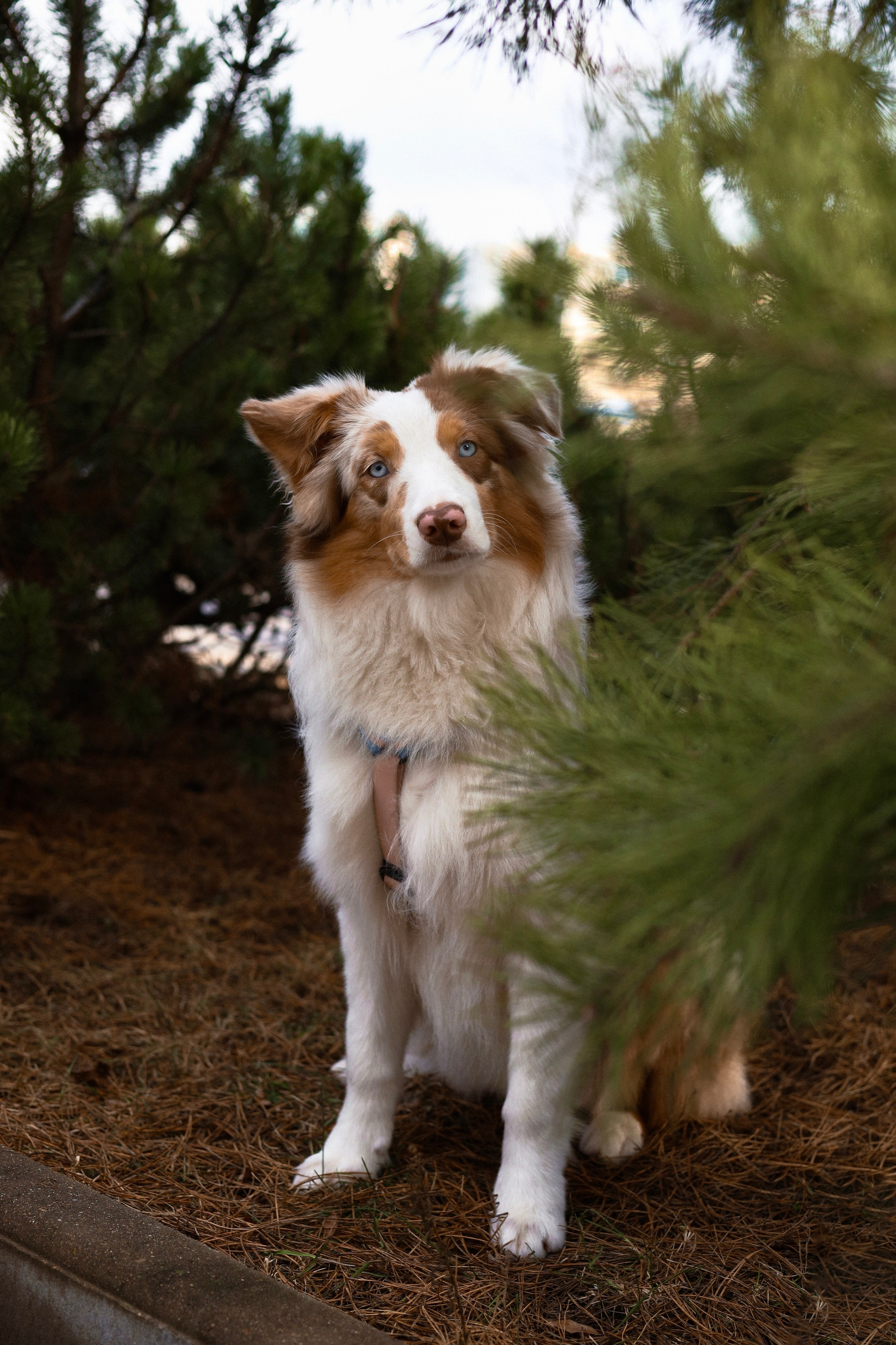 Бри и Яна. Фотограф-анималист Ксения Шевцова|Москва