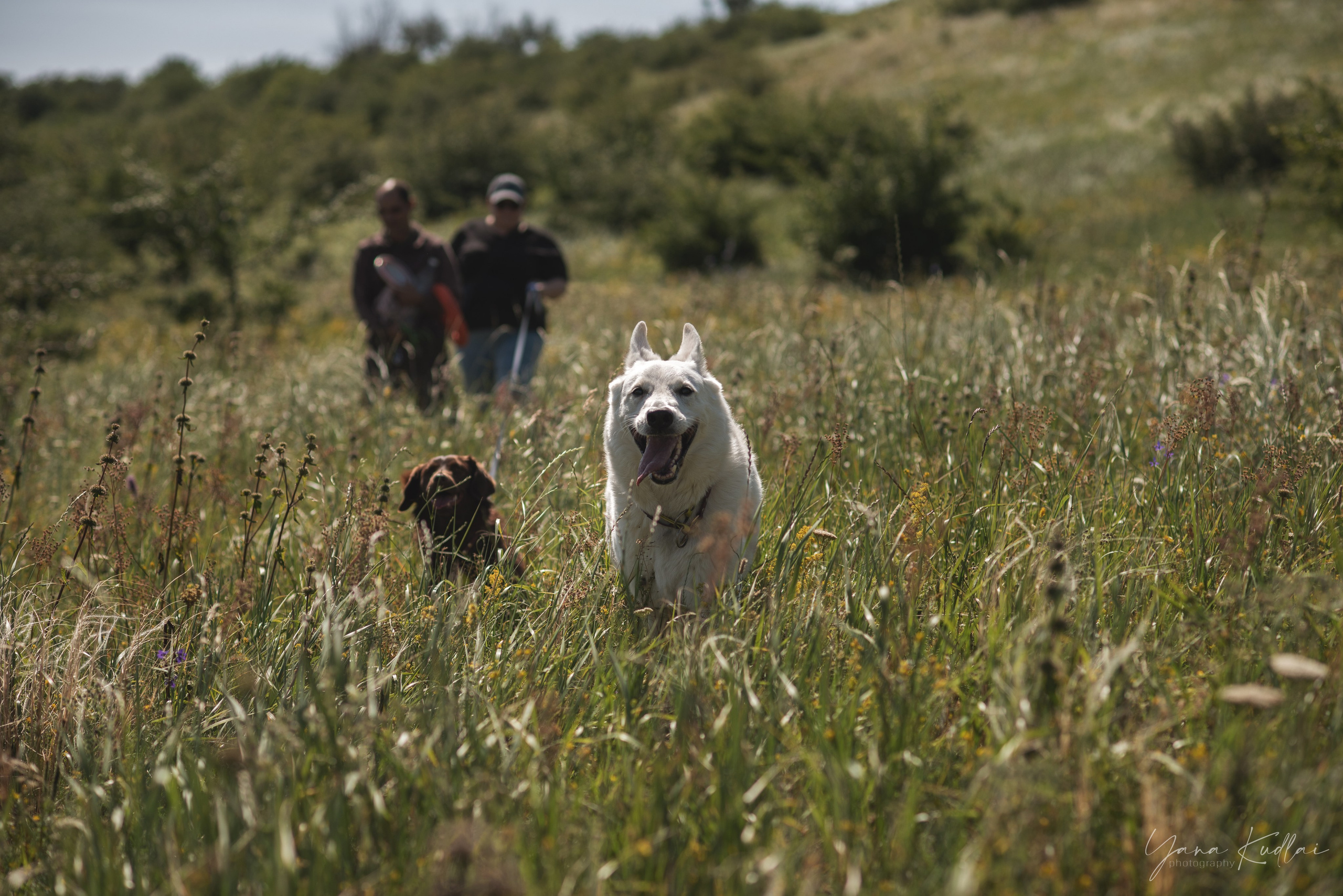 Одно солнечное утро. Фотограф анималист Ставрополь Яна Кудлай