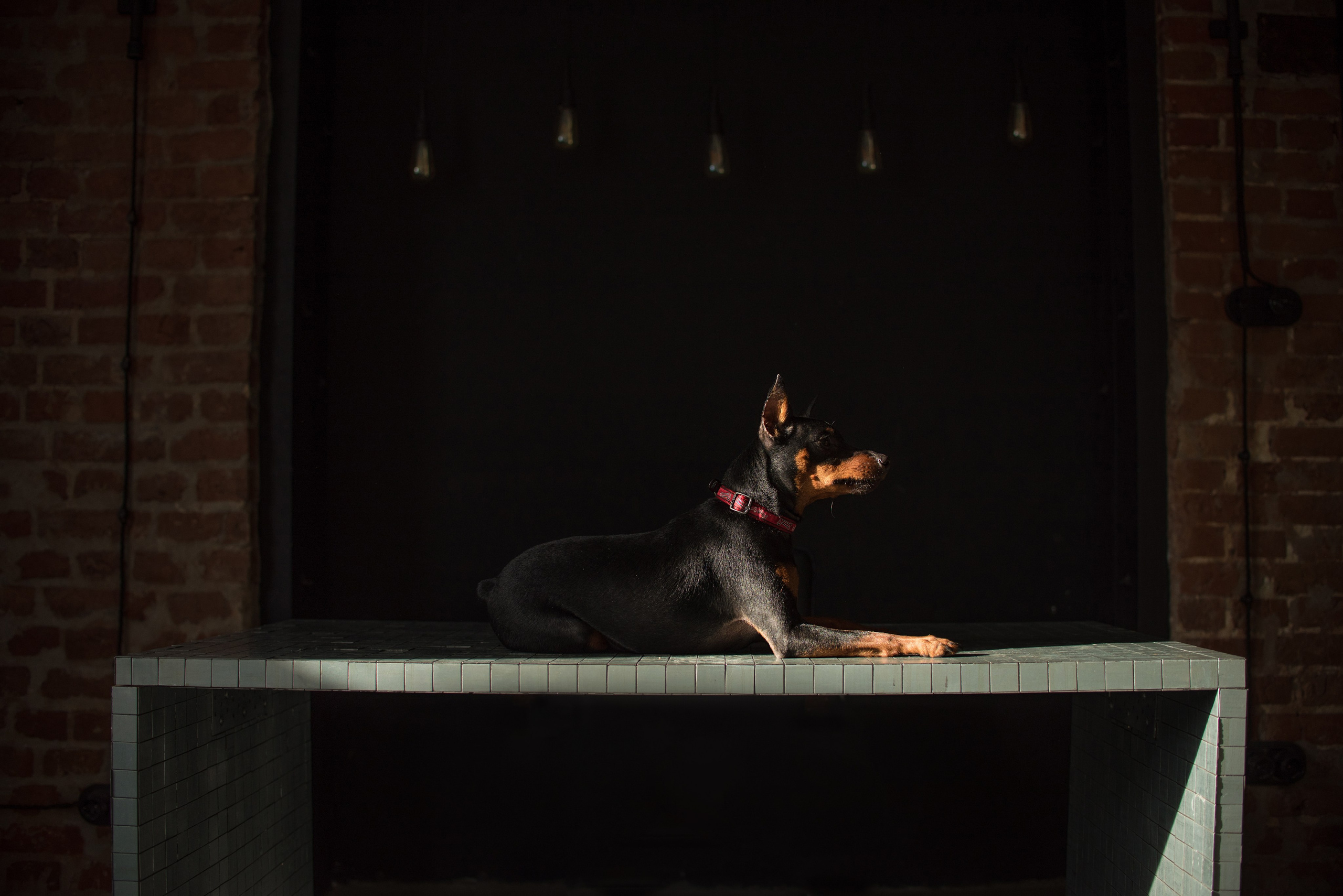 Портфолио. Фотограф-анималист в Екатеринбурге Марина Шишкина