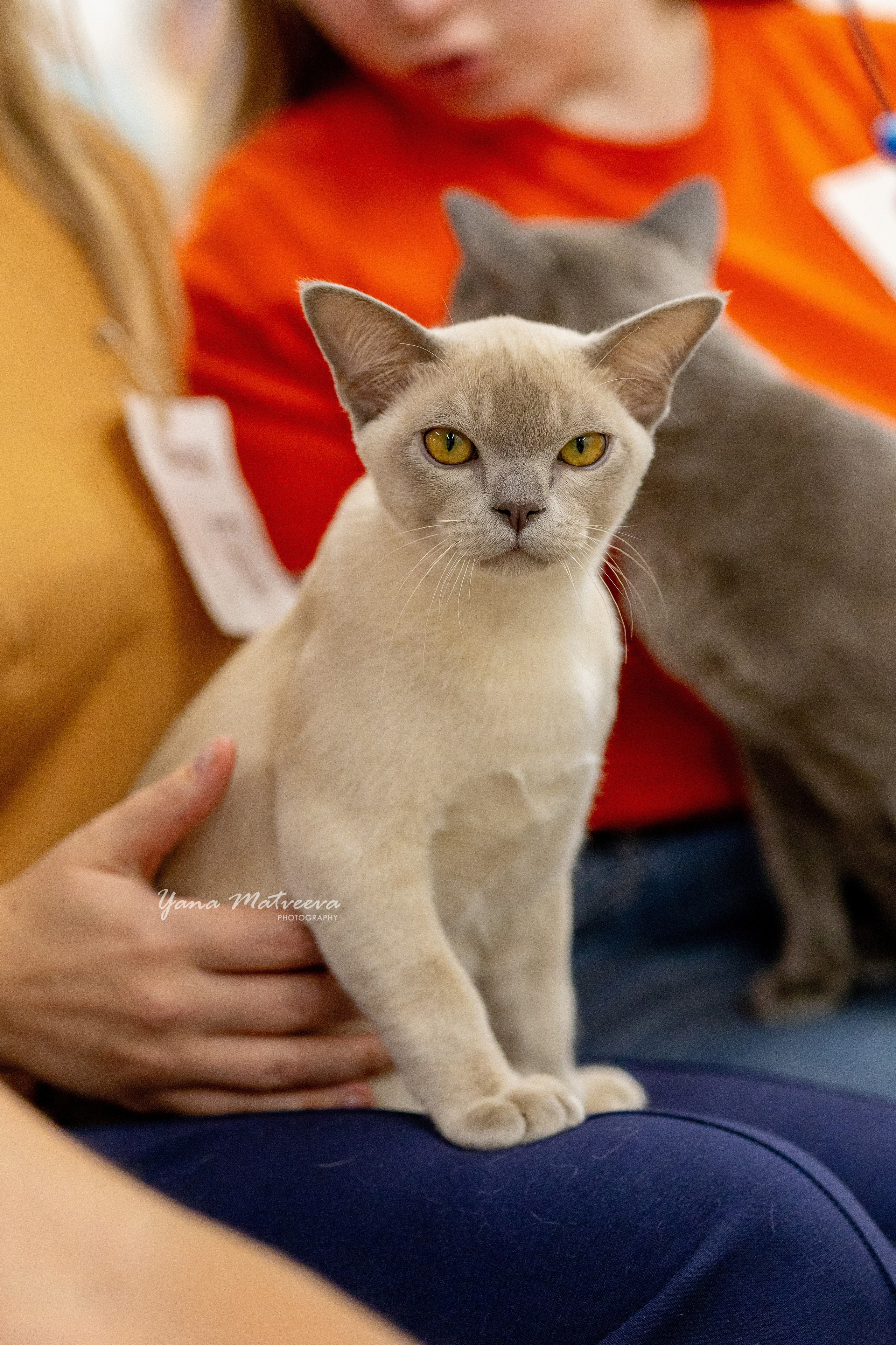 Кошки. Фотограф Яна Матвеева в Ижевске