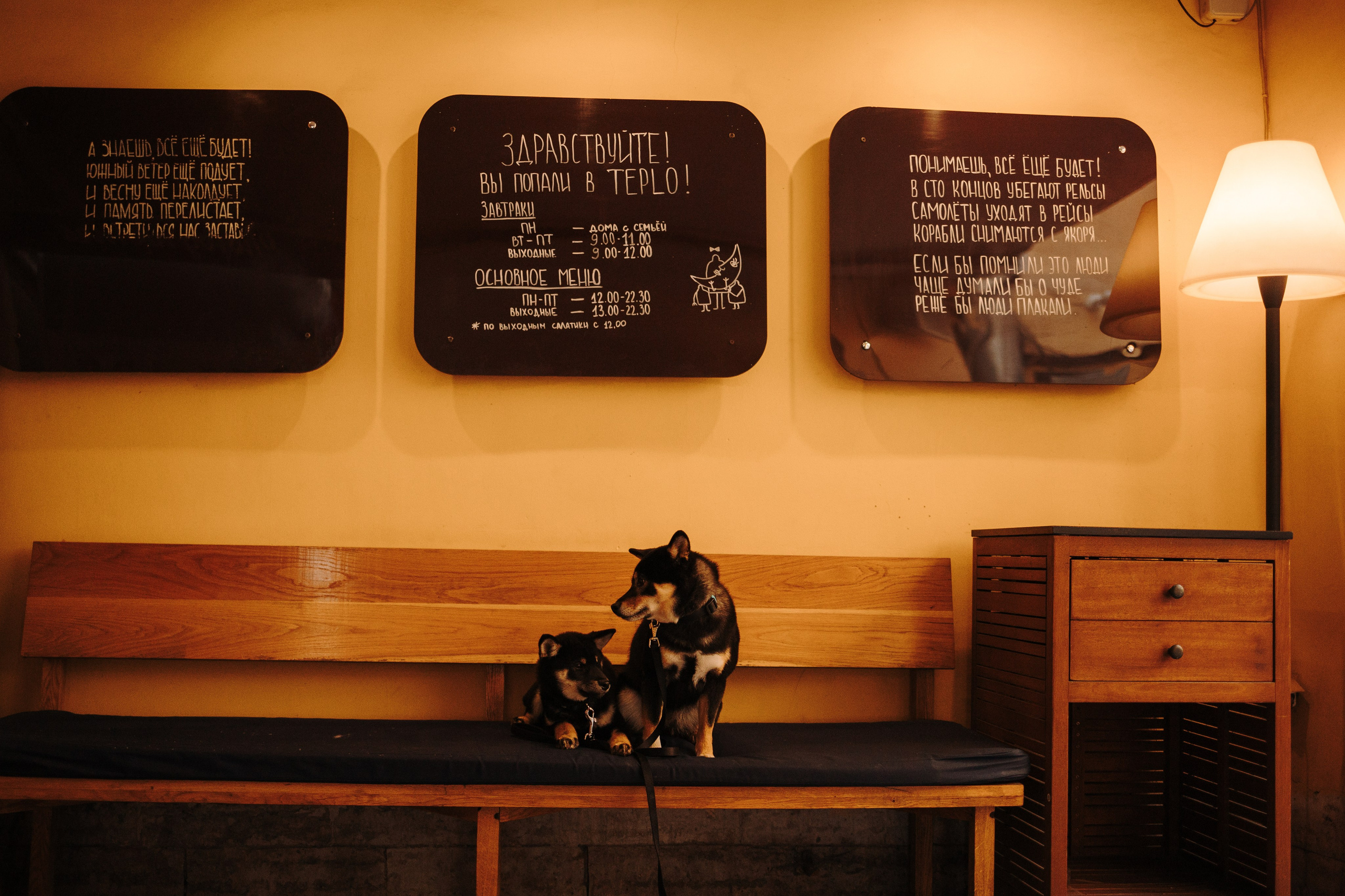 Даша и ее девочки. Фотограф — Анималист | Санкт-Петербург