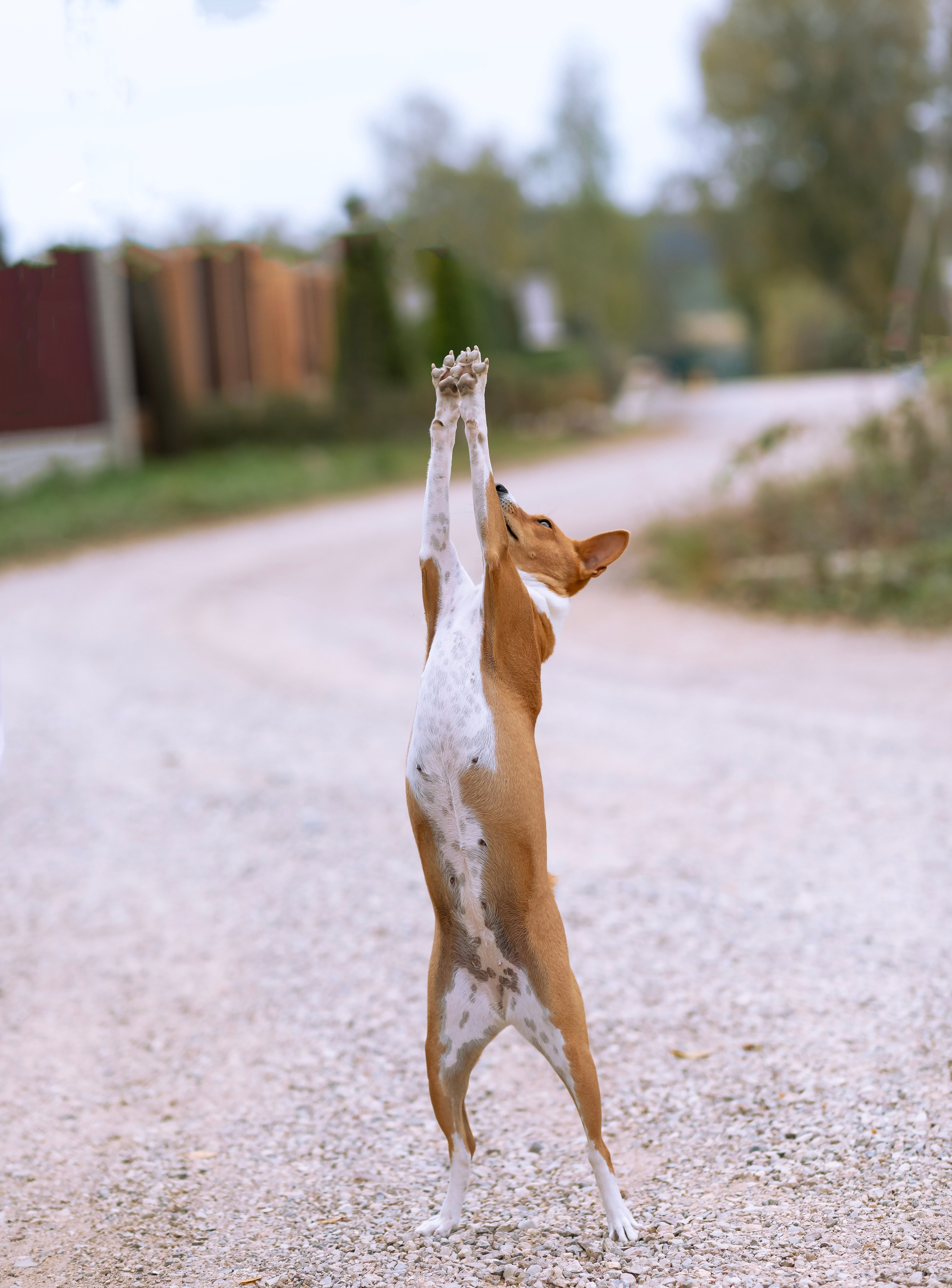 Басенджи. Фотограф — анималист Татьяна Ли