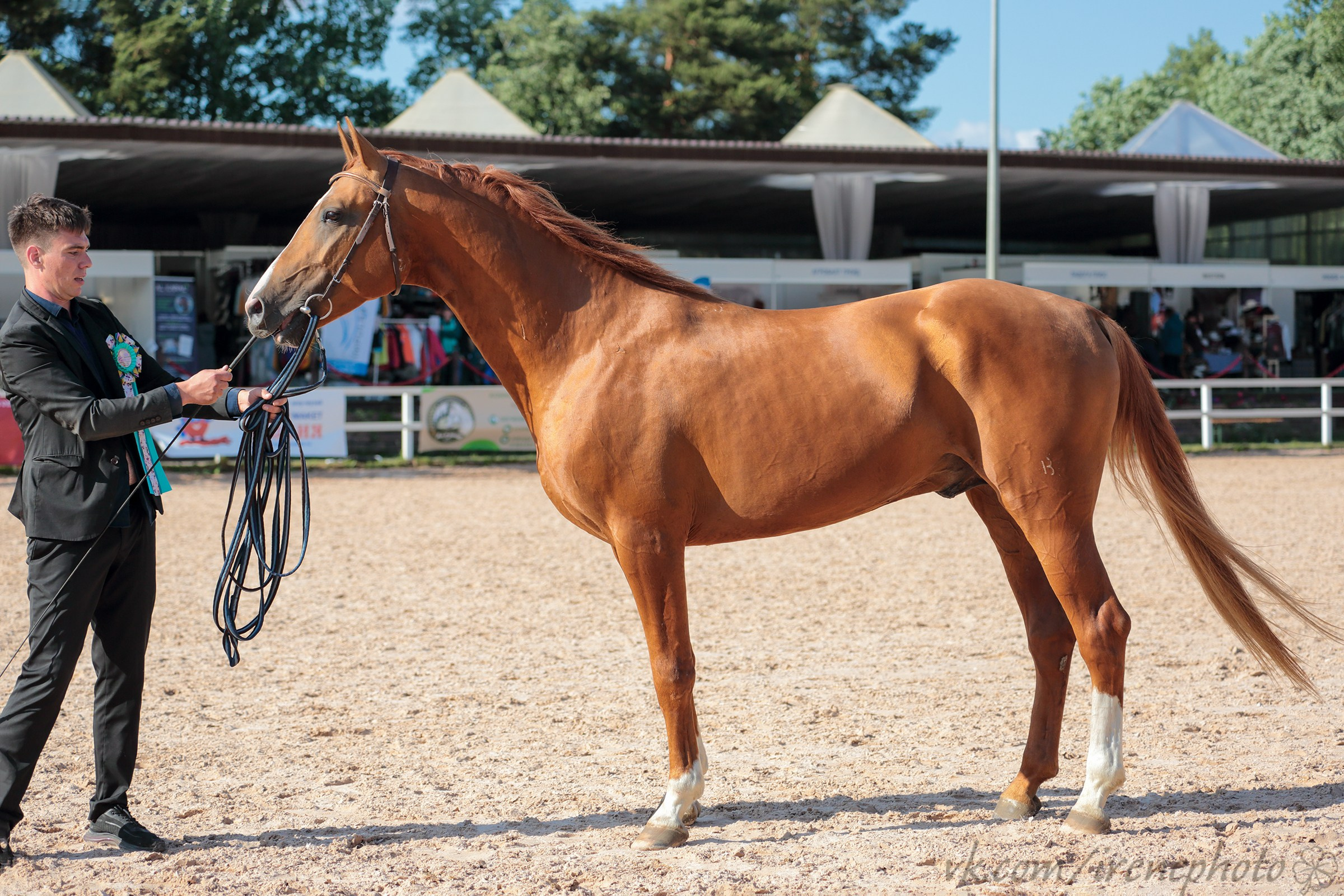 Иппосфера 2024. Irenephoto.ru