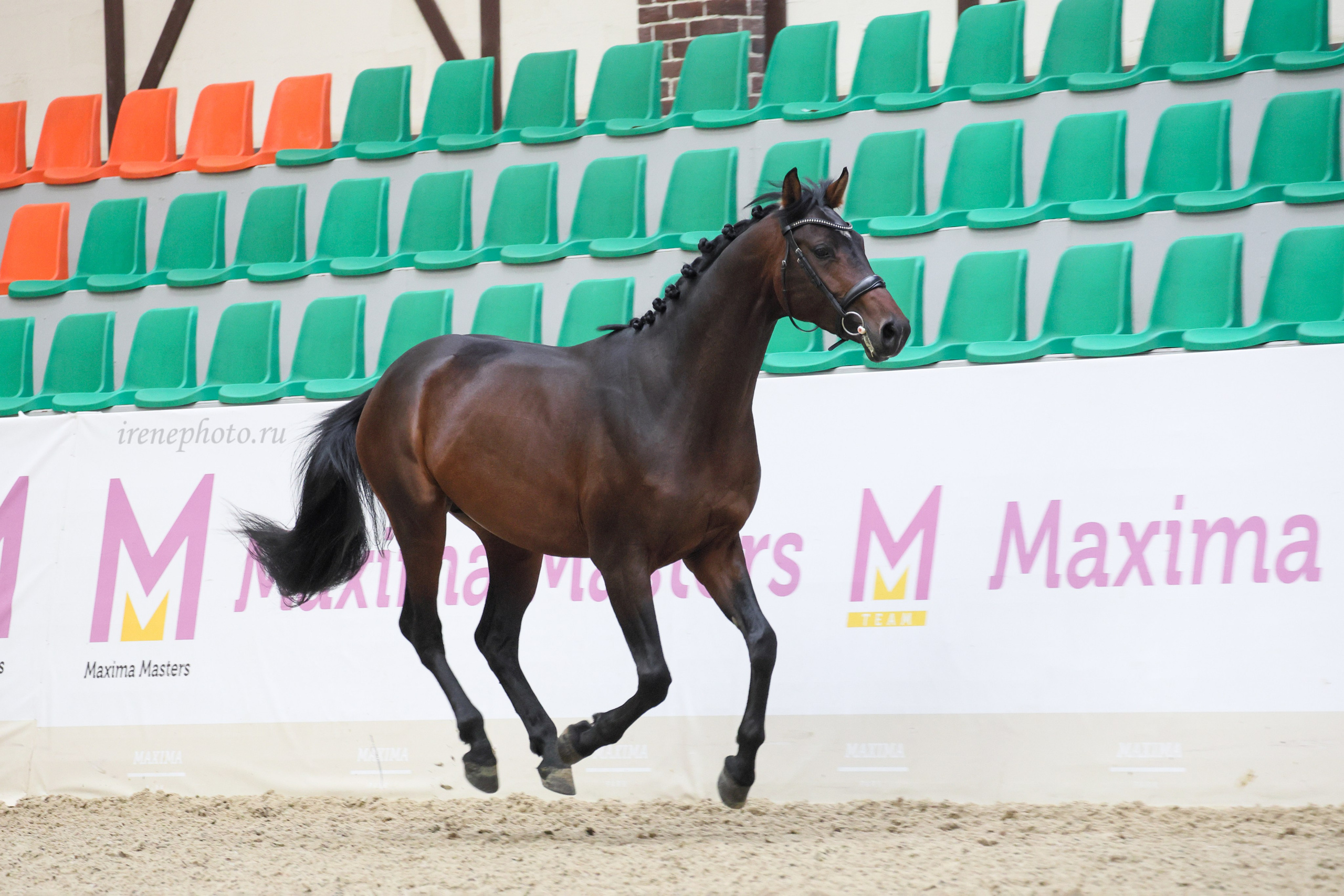 Конная Россия 2024. Irenephoto.ru
