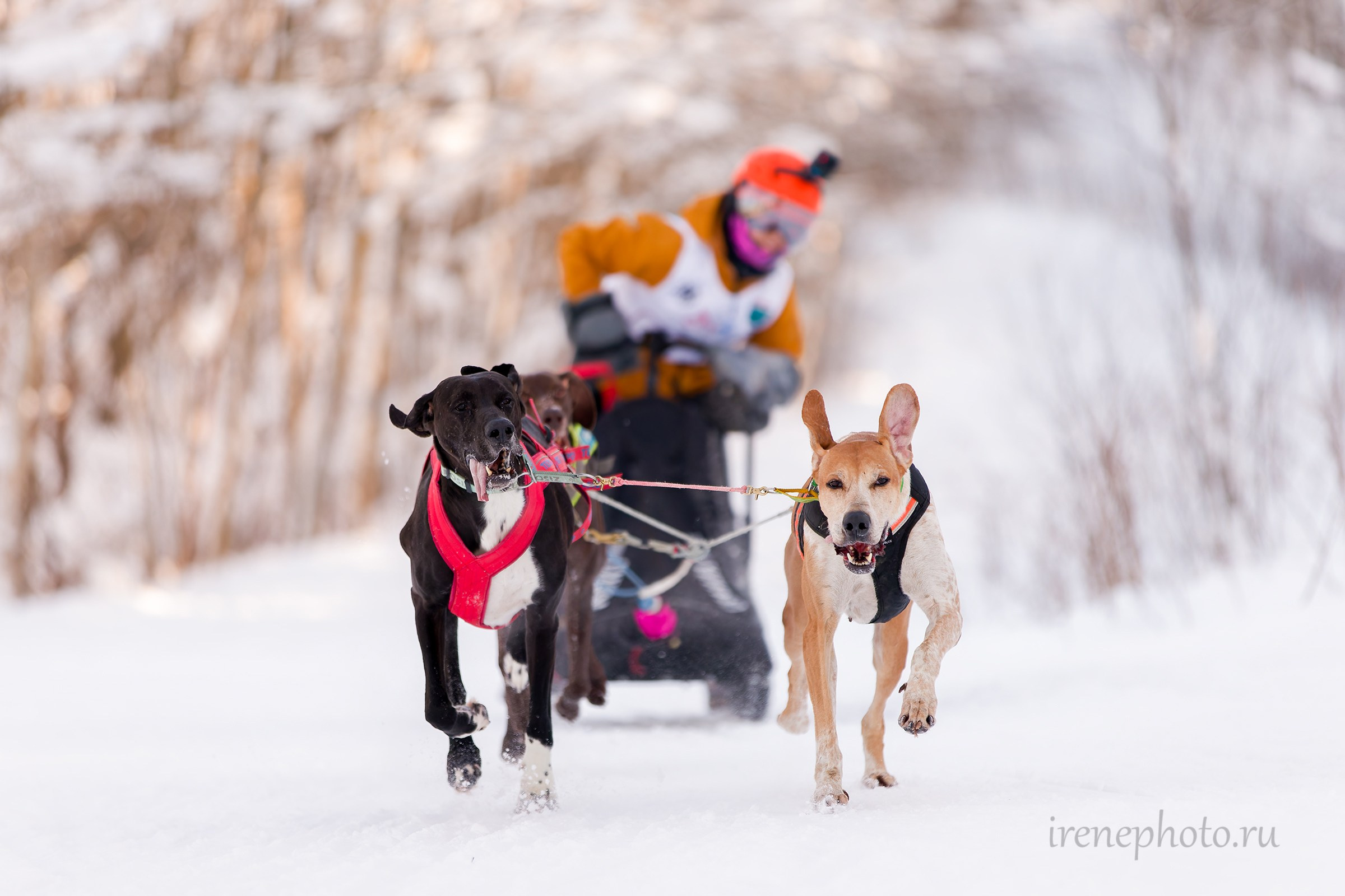 Чемпионат и Первенство Ленобласти — зима 2026. Irenephoto.ru