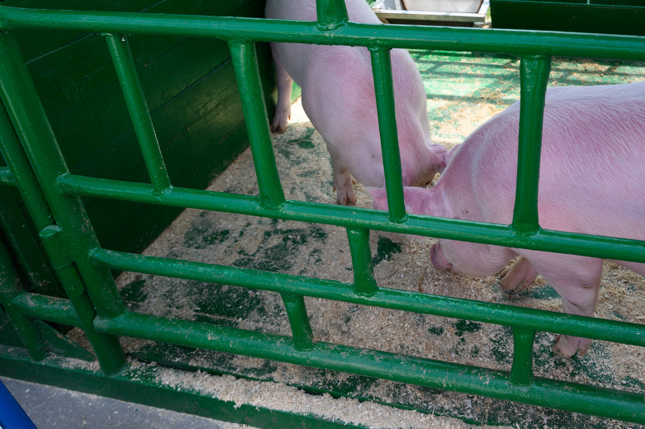 Агровыставка. Фотоуслуги, услуги фотографа, фотографирование важных событий