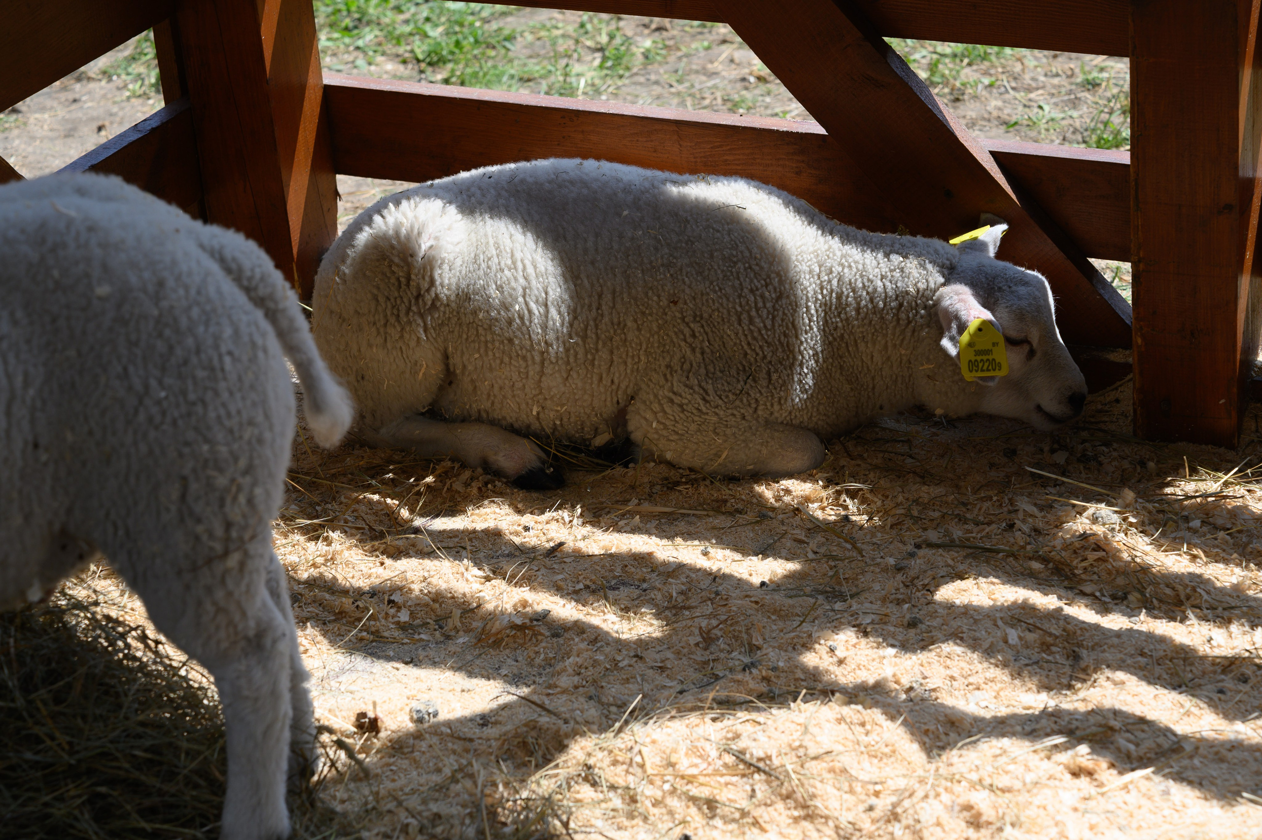 Агровыставка. Фотоуслуги, услуги фотографа, фотографирование важных событий